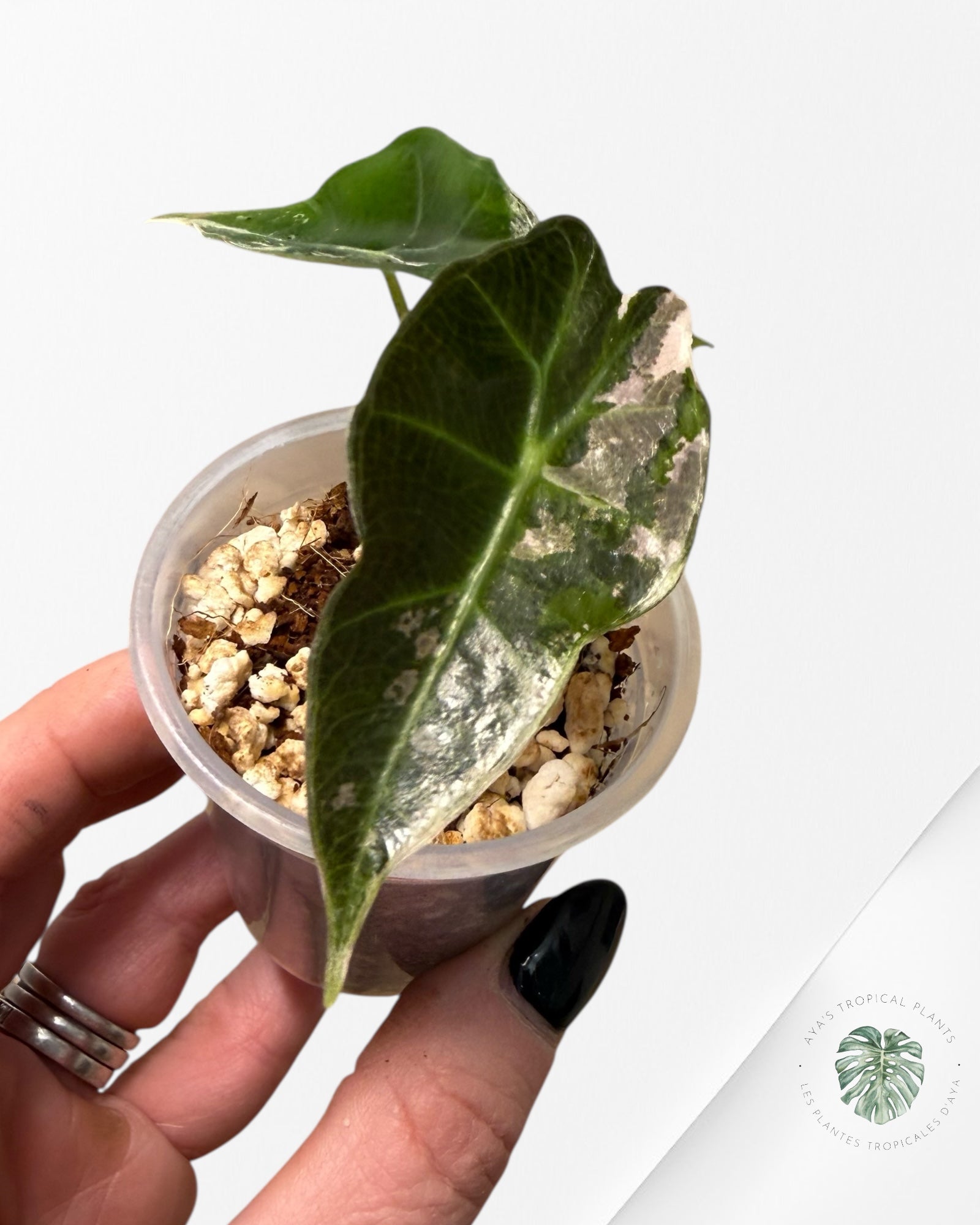 Alocasia Polly Pink Variegated| Rare TC Plant| Aya's Tropical Plants