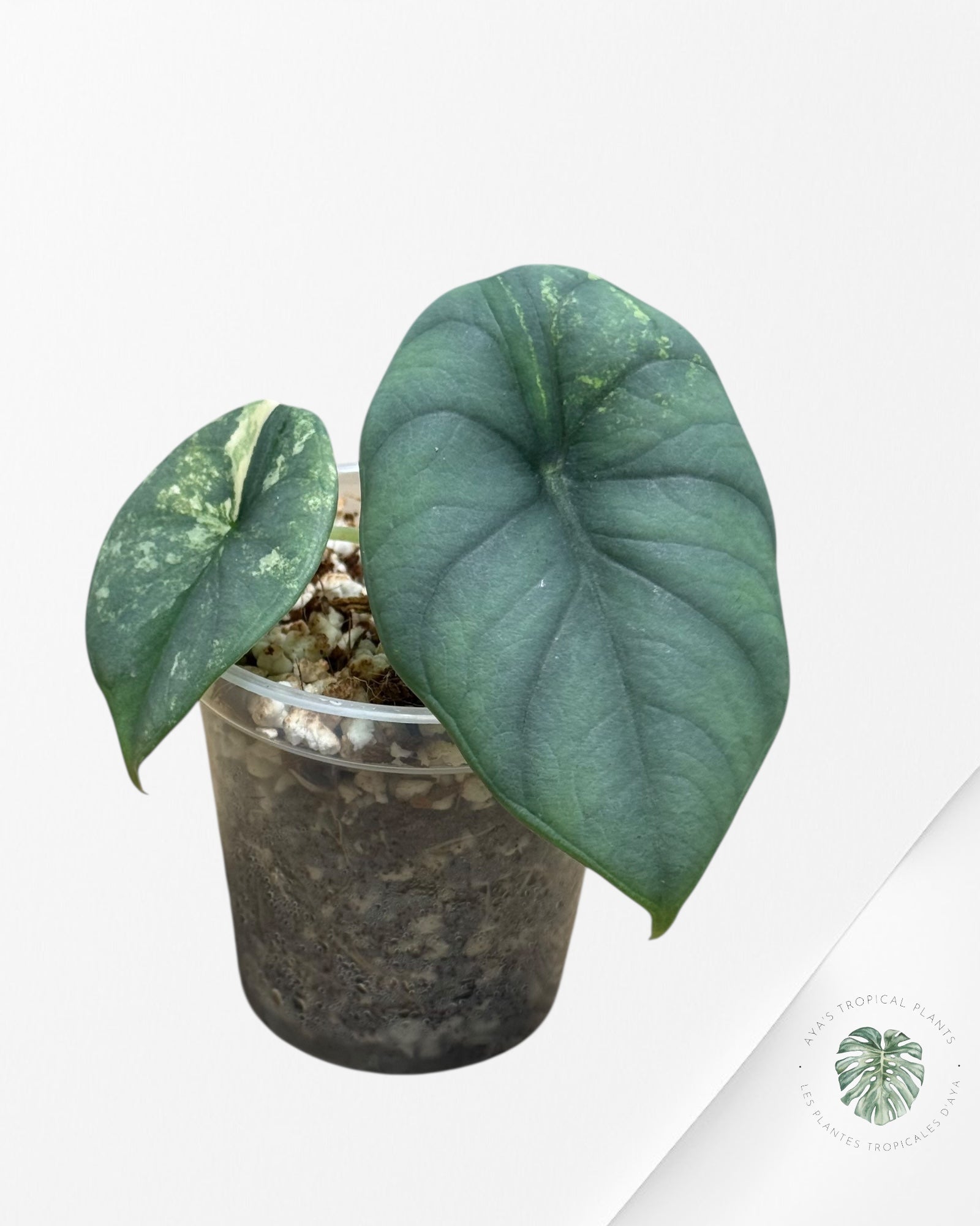 Alocasia Nebula Variegated Aurea ( Grade A) - TC4
