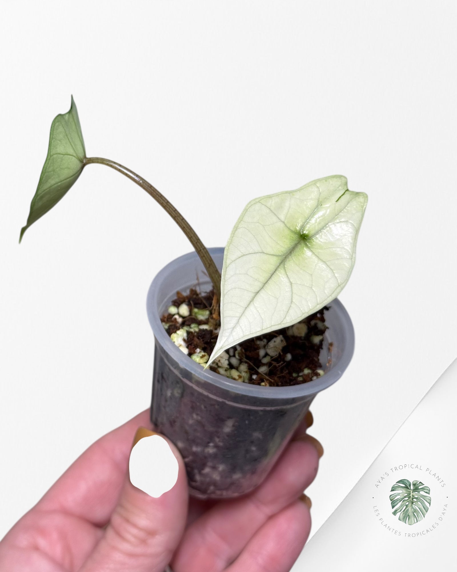 Alocasia Bisma sp. 'Platinum' Albo Variegated - 13C