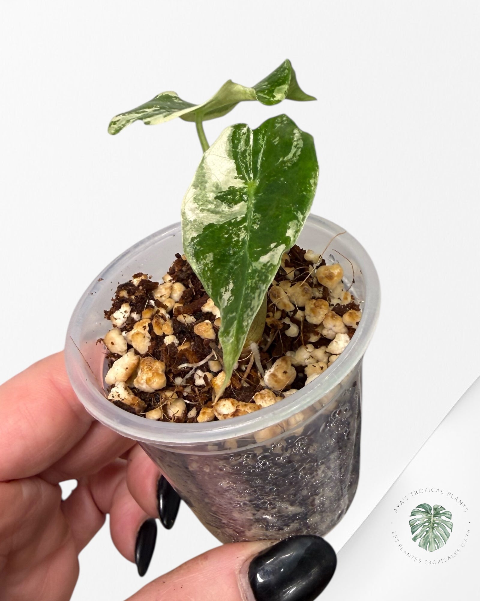 Alocasia Polly Pink Variegated| Rare TC Plant| Aya's Tropical Plants