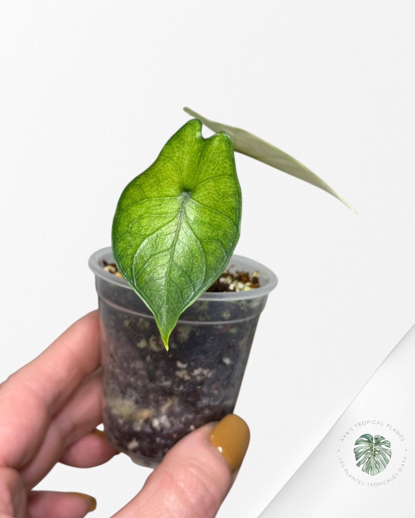 Alocasia Bisma sp. 'Platinum' Albo Variegated - 13C