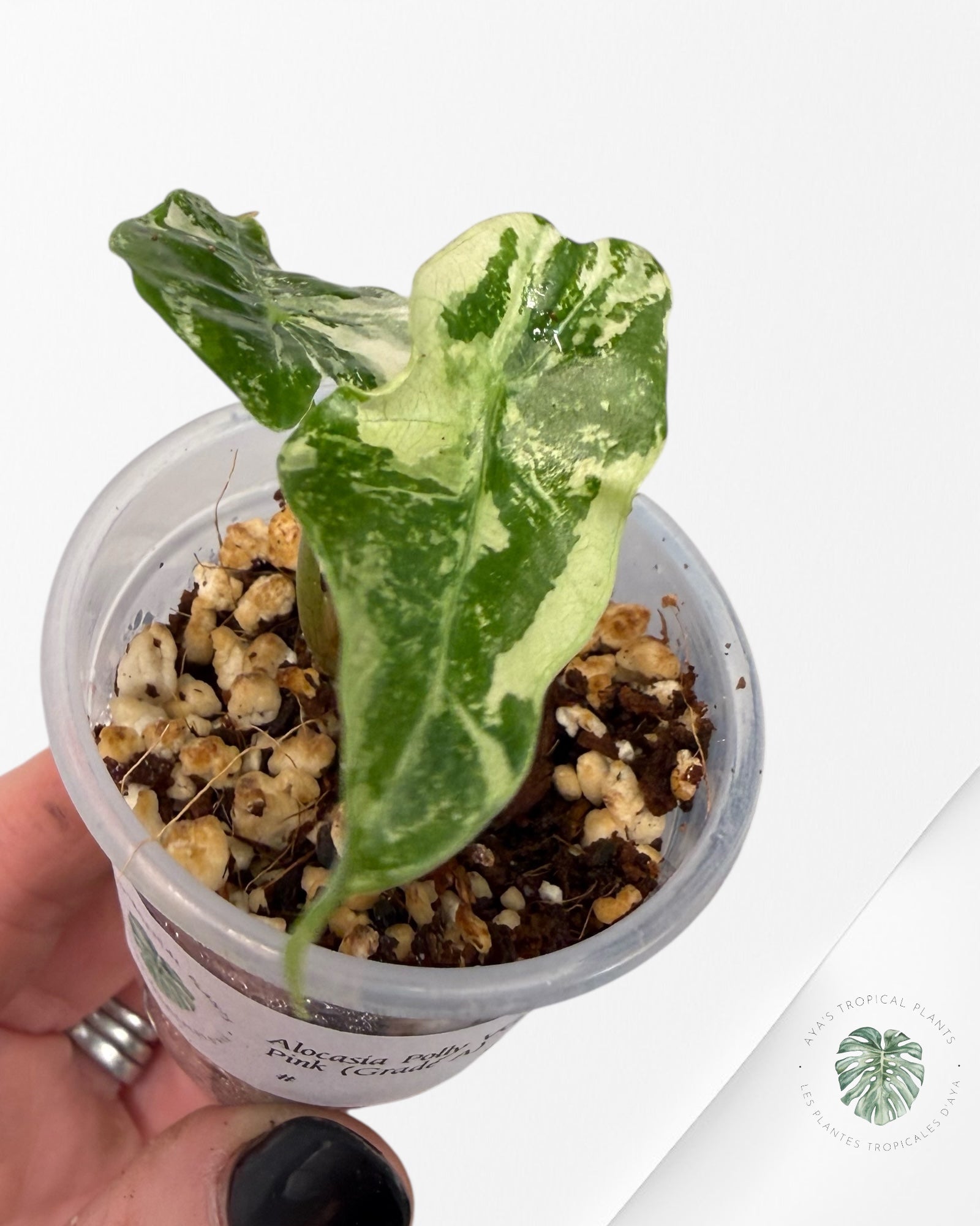 Alocasia Polly Pink Variegated| Rare TC Plant| Aya's Tropical Plants