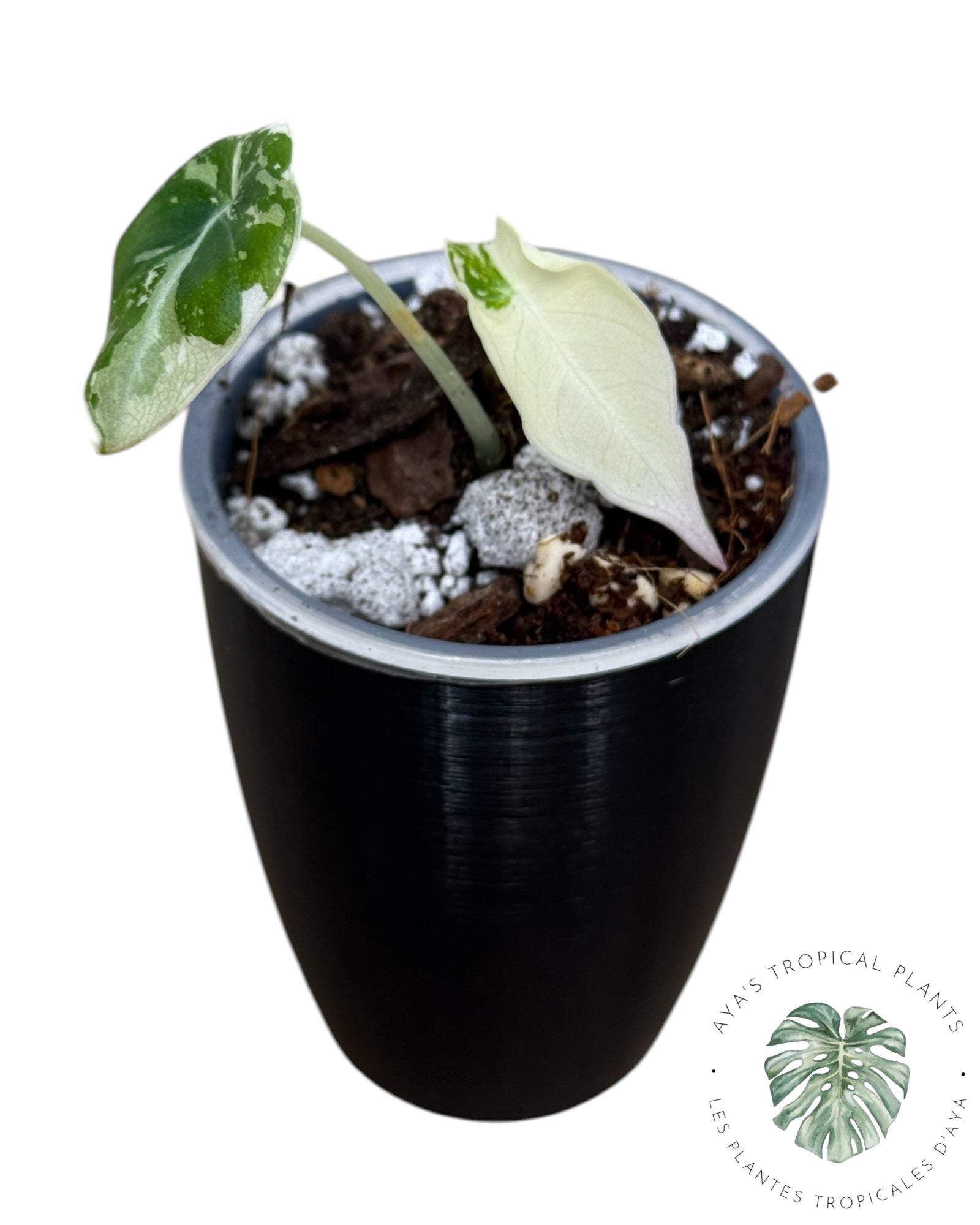 Alocasia Black Velvet Pink Variegated