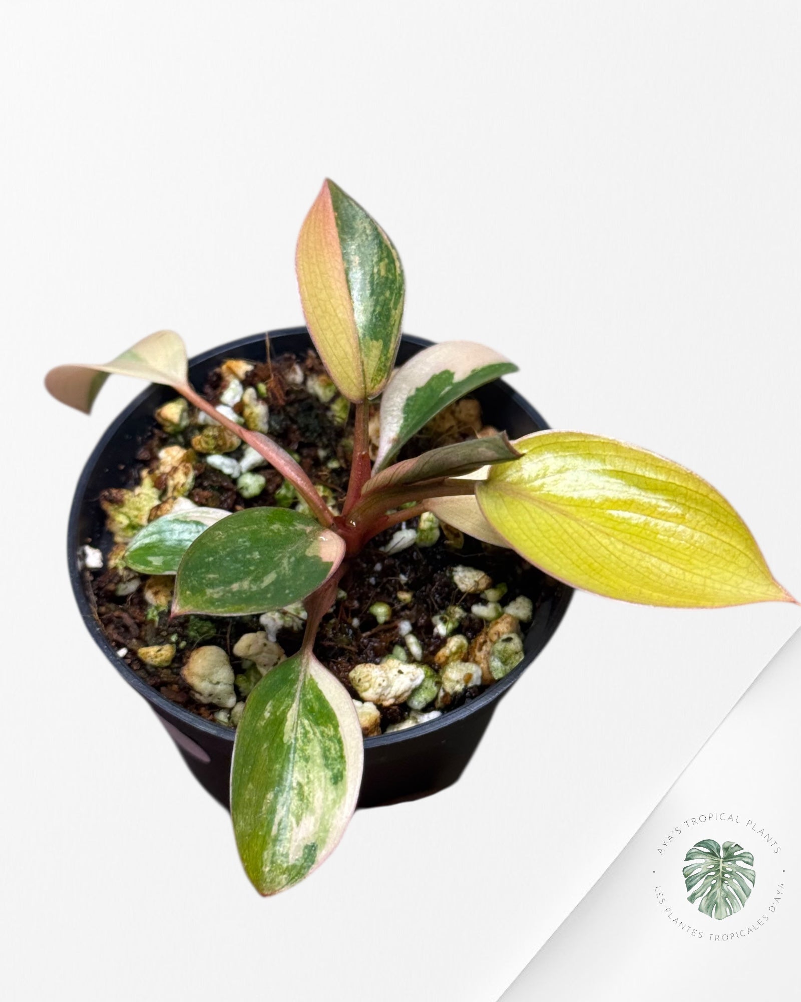 Philodendron Red Congo Variegata-BB