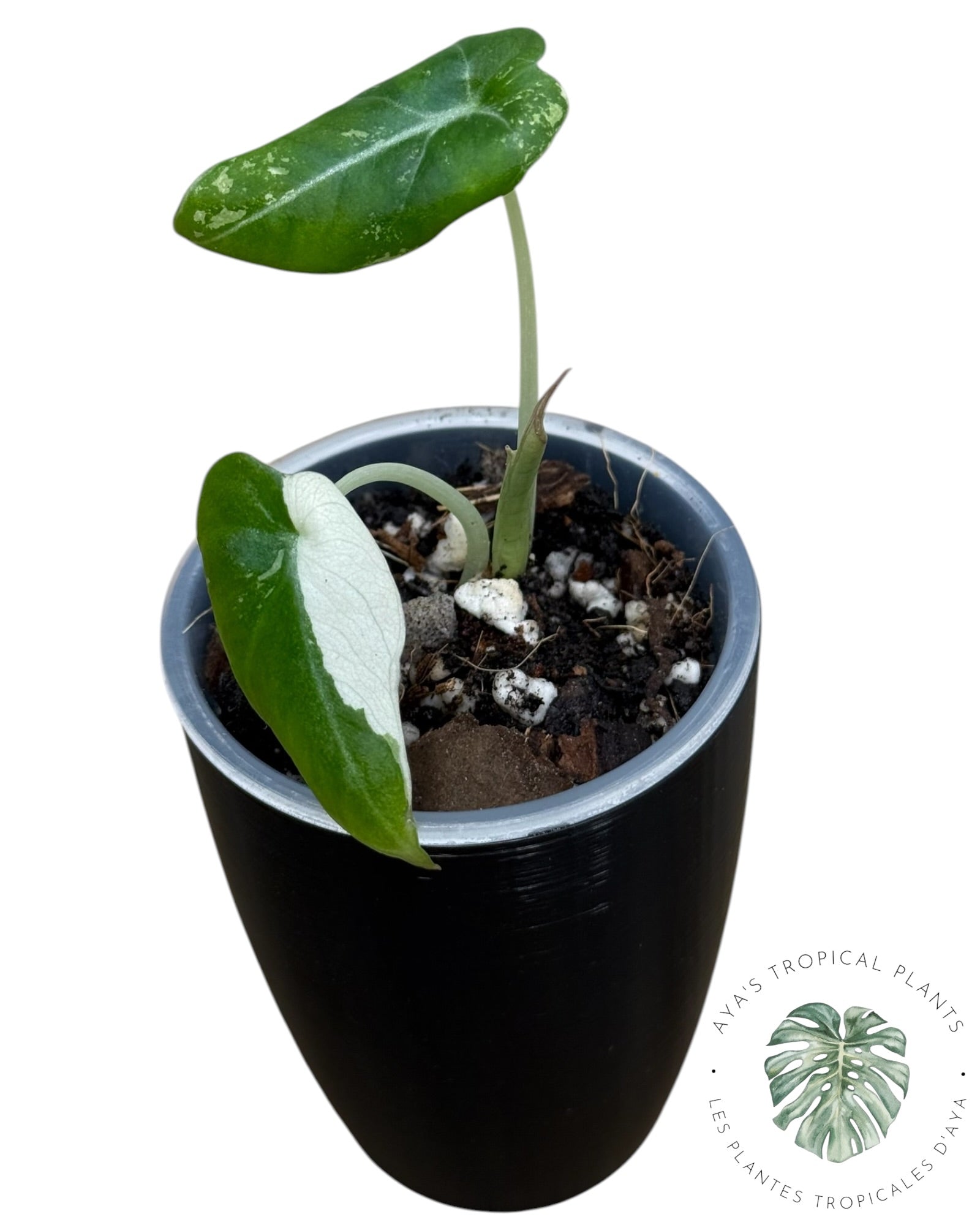 Alocasia Black Velvet Pink Variegated