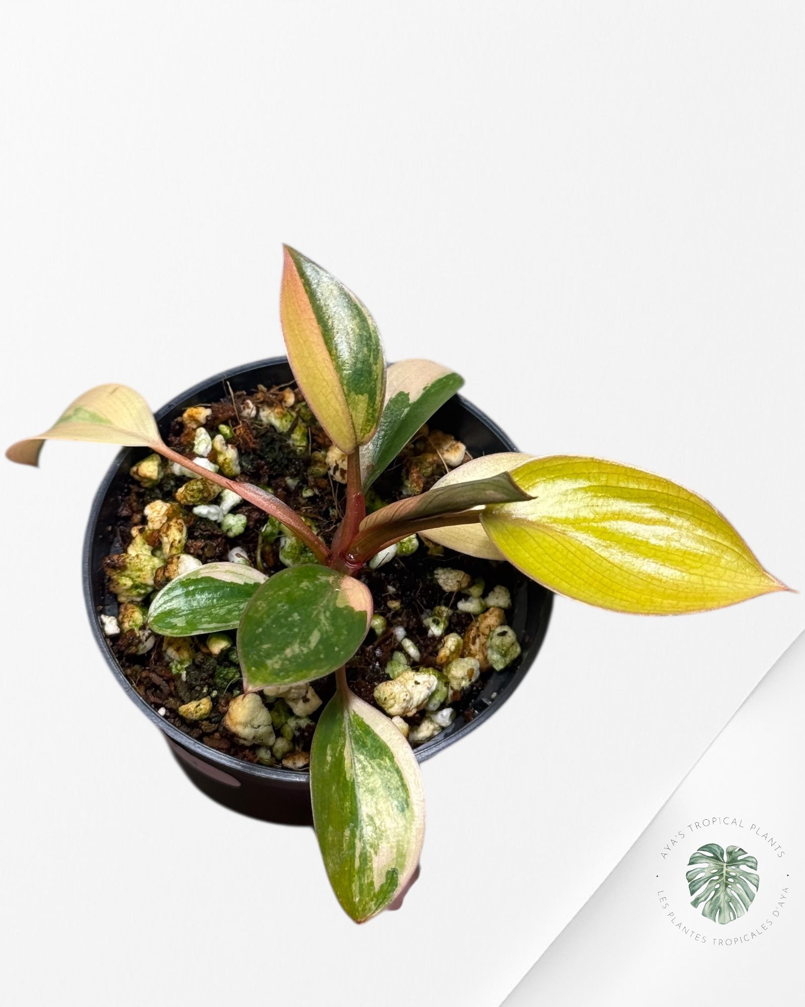 Philodendron Red Congo Variegata-BB