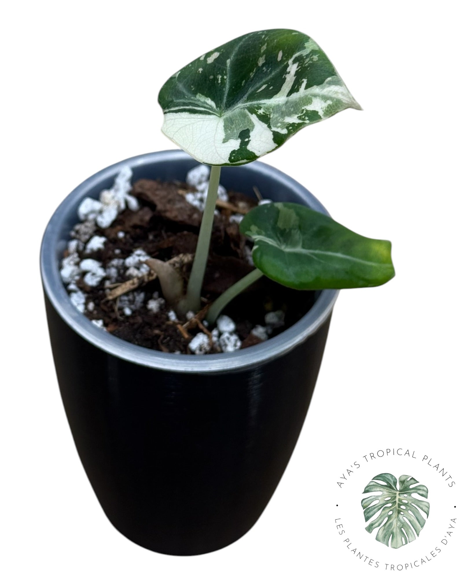 Alocasia Black Velvet Pink Variegated