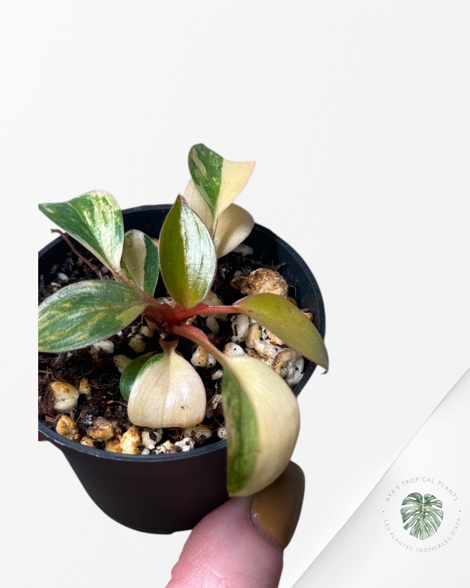 Philodendron Red Congo Variegata-13F