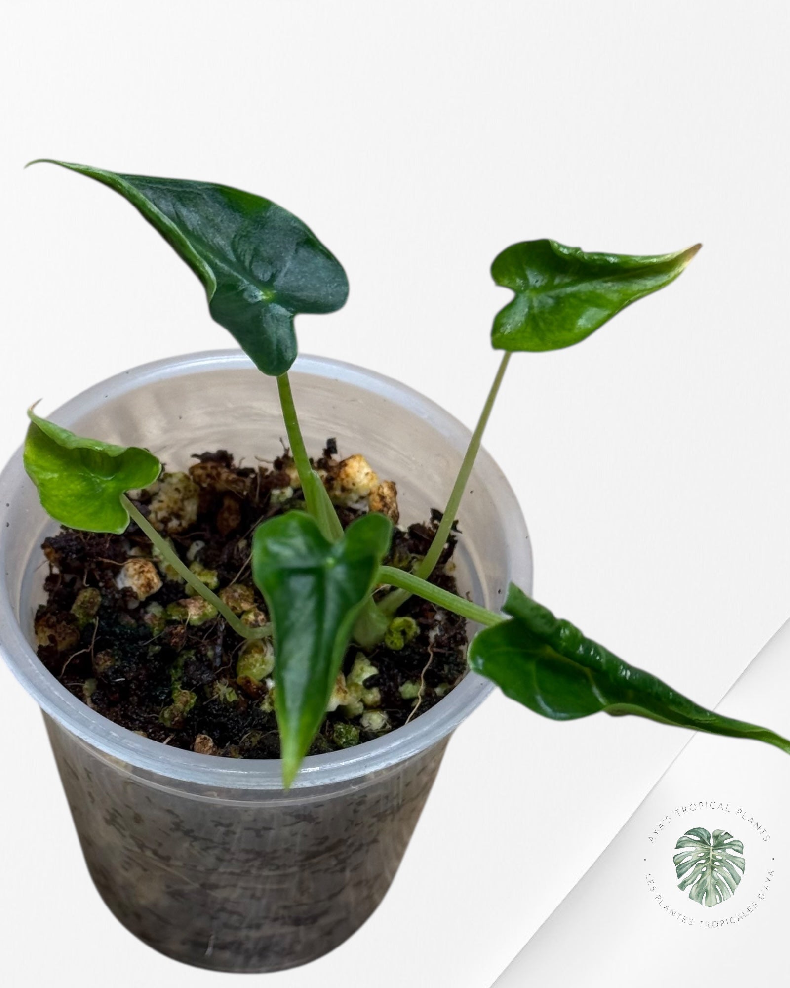 Alocasia Frydek ‘Tattoo’ - 13i