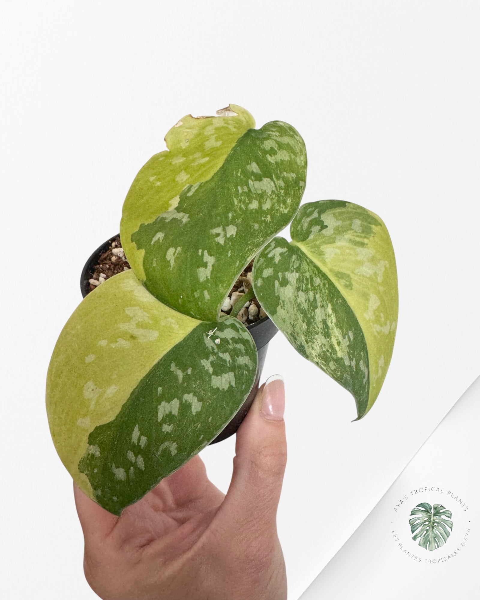Scindapsus Argyrus Fantasy -F