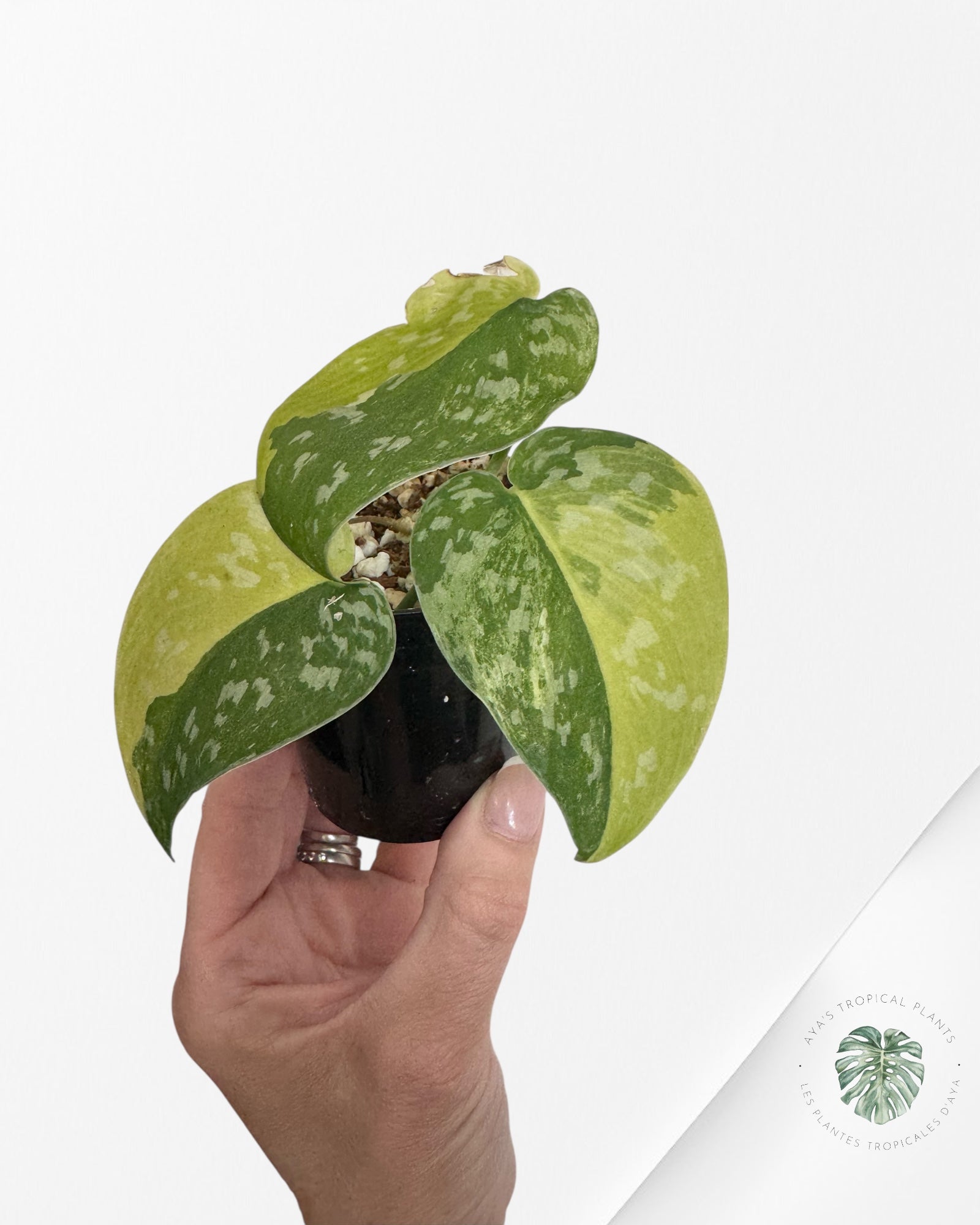 Scindapsus Argyrus Fantasy -F