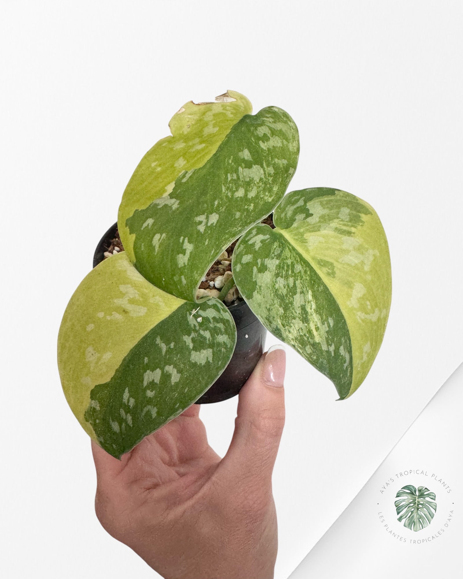 Scindapsus Argyrus Fantasy -F