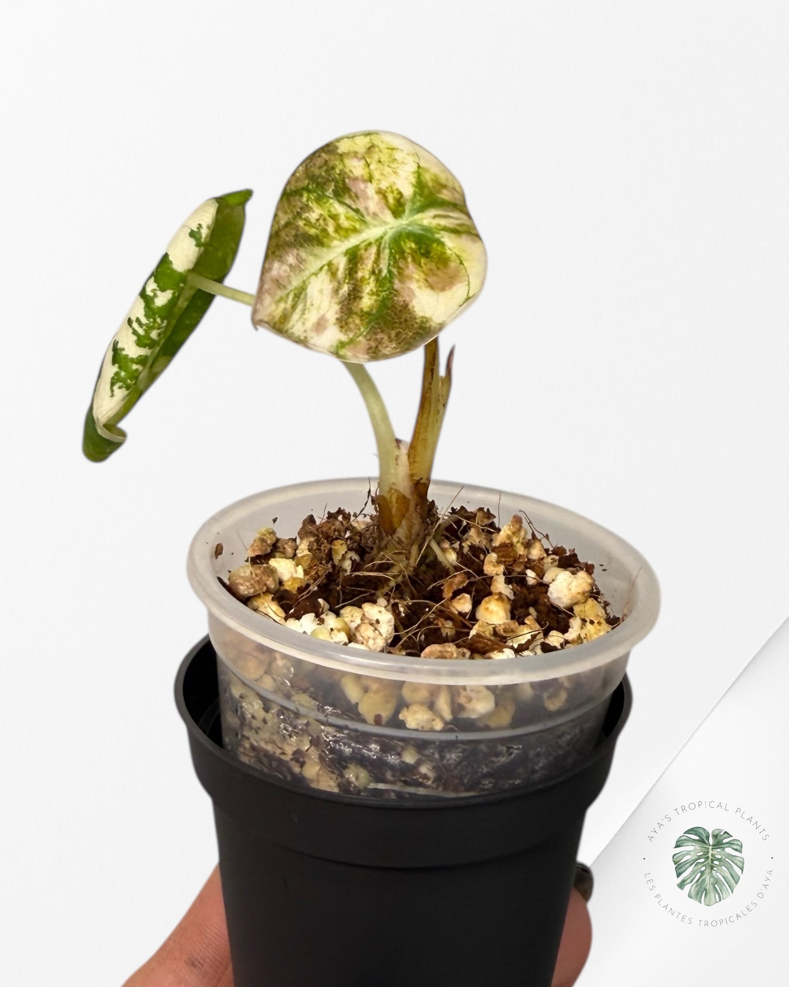 Alocasia Black Velvet Pink Variegated | Rare TC Plant| Aya's Tropical Plants