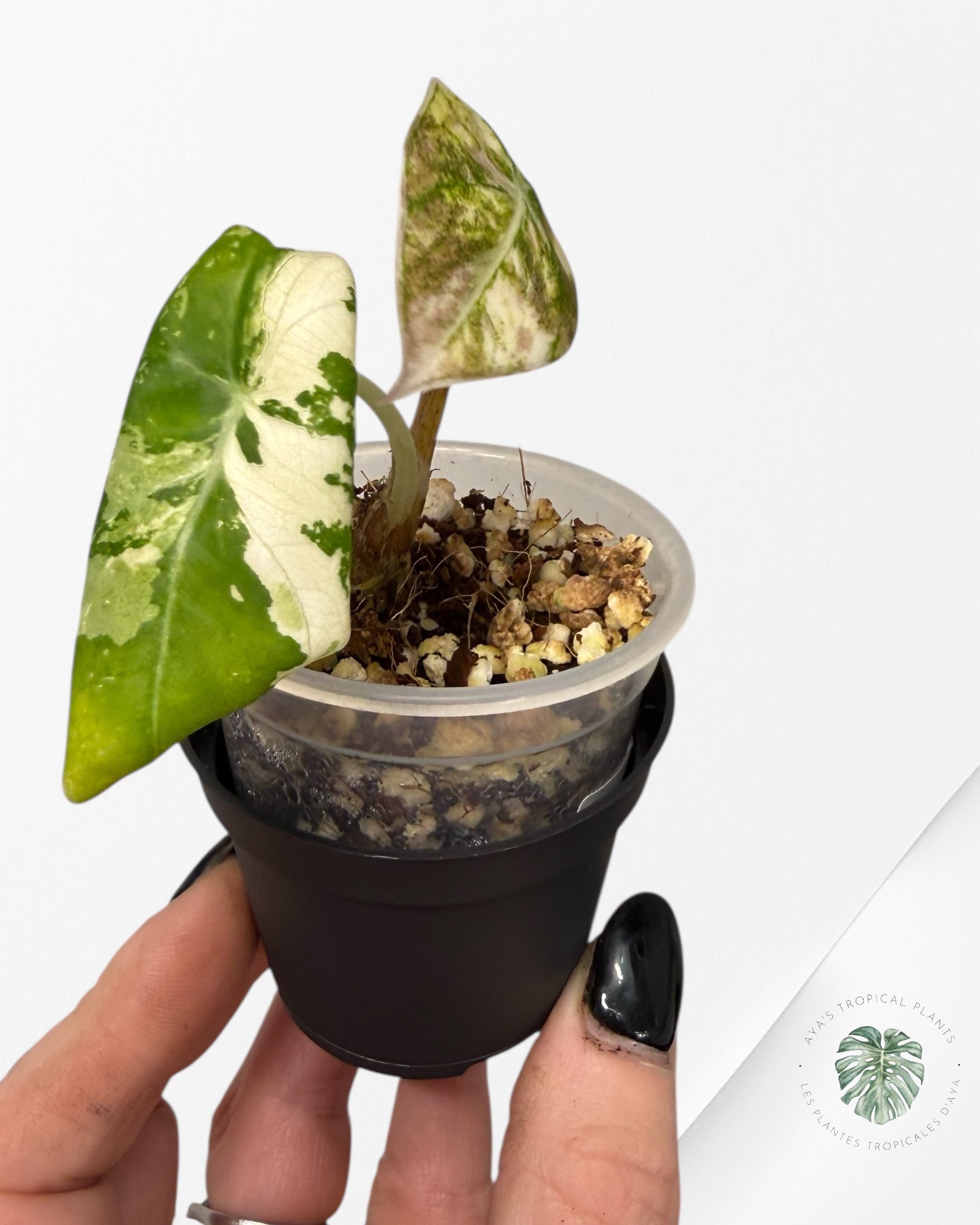 Alocasia Black Velvet Pink Variegated | Rare TC Plant| Aya's Tropical