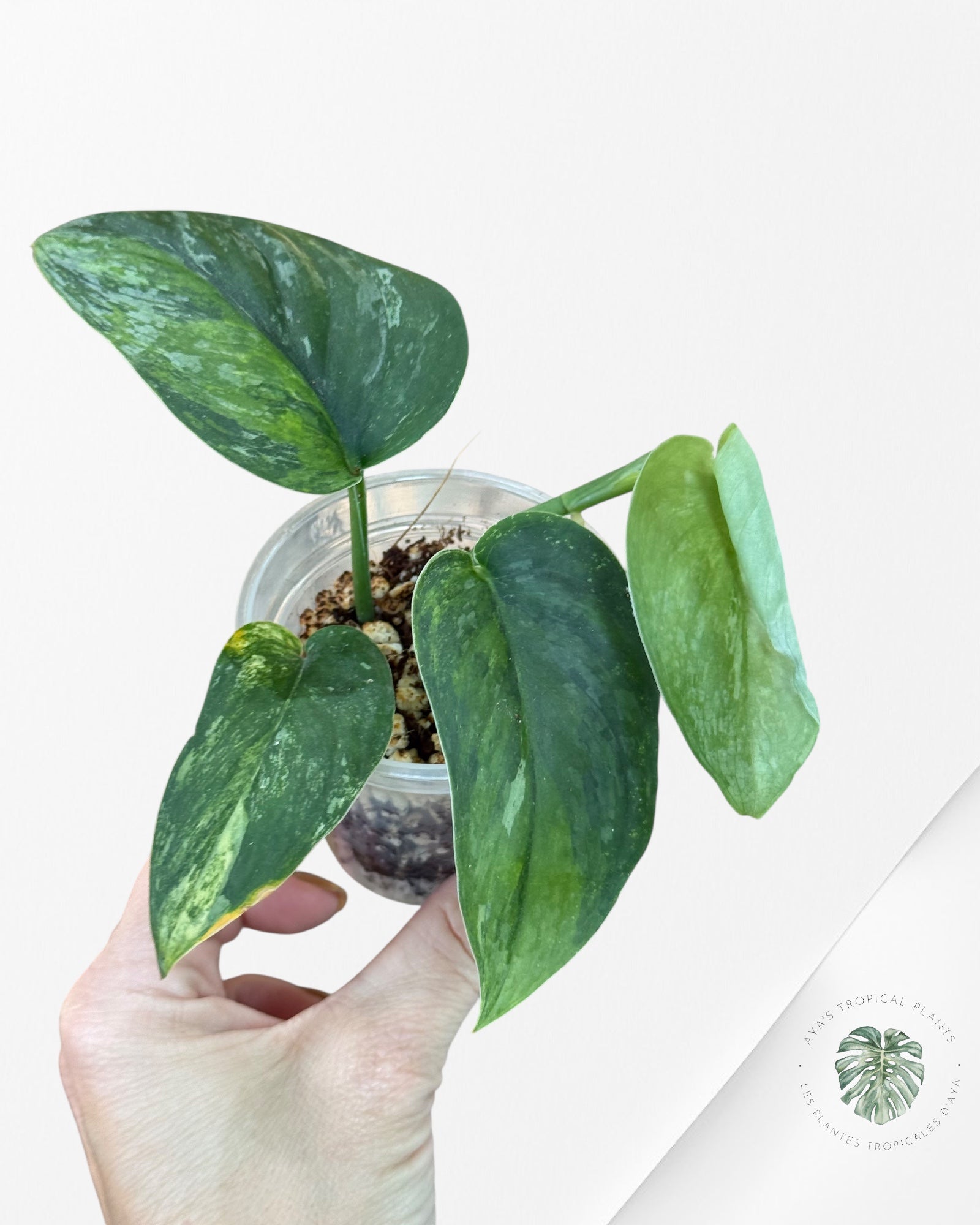 Scindapsus Radjatapura - SR