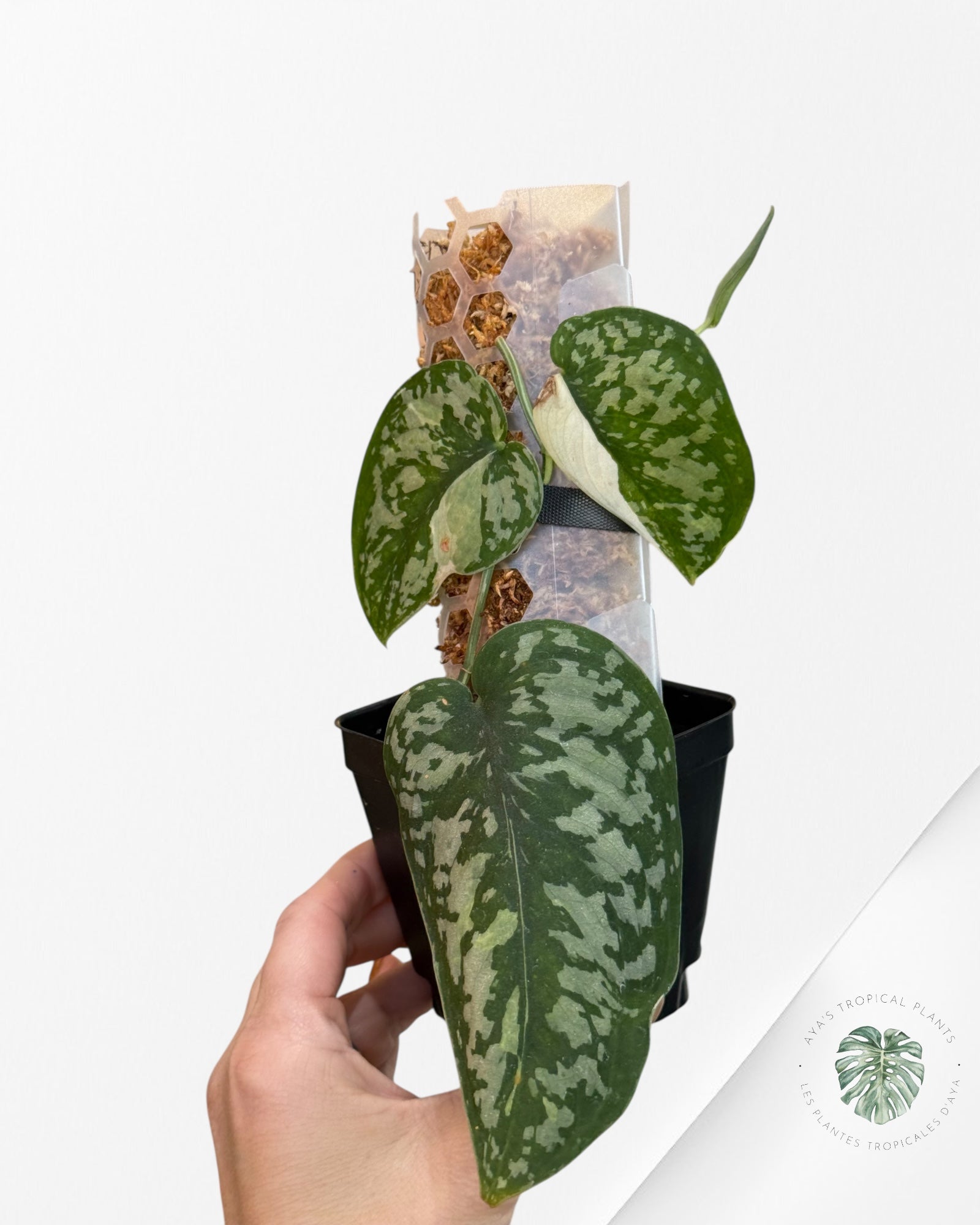 Scindapsus Simbara Variegated - EXP17