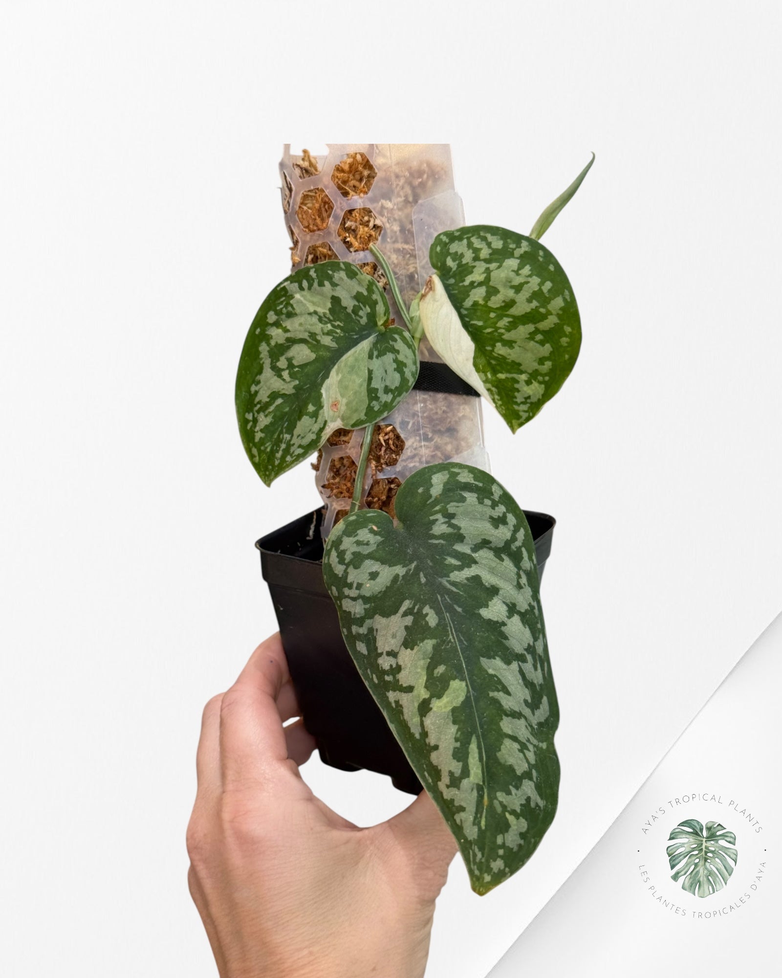 Scindapsus Simbara Variegated - EXP17