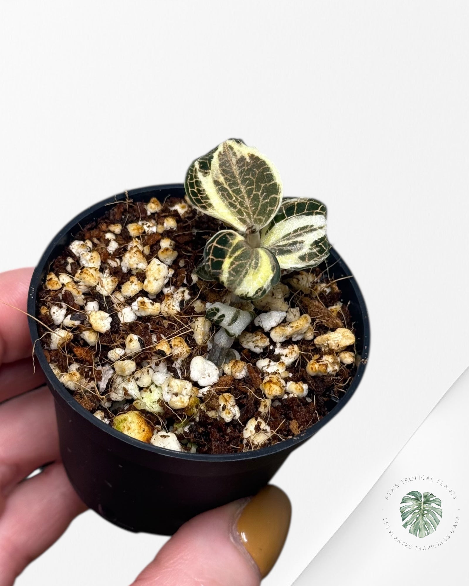 Anoectochilus Roxburghii Variegated - 13j