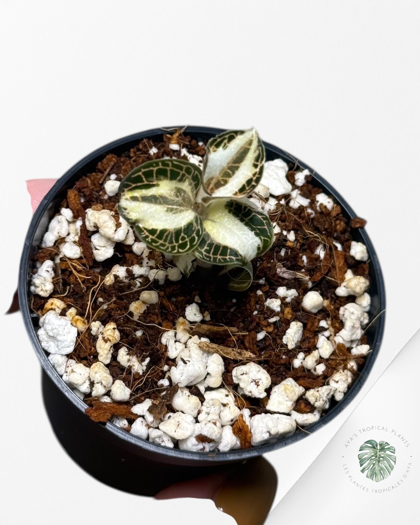 Anoectochilus Roxburghii Variegated - 13k