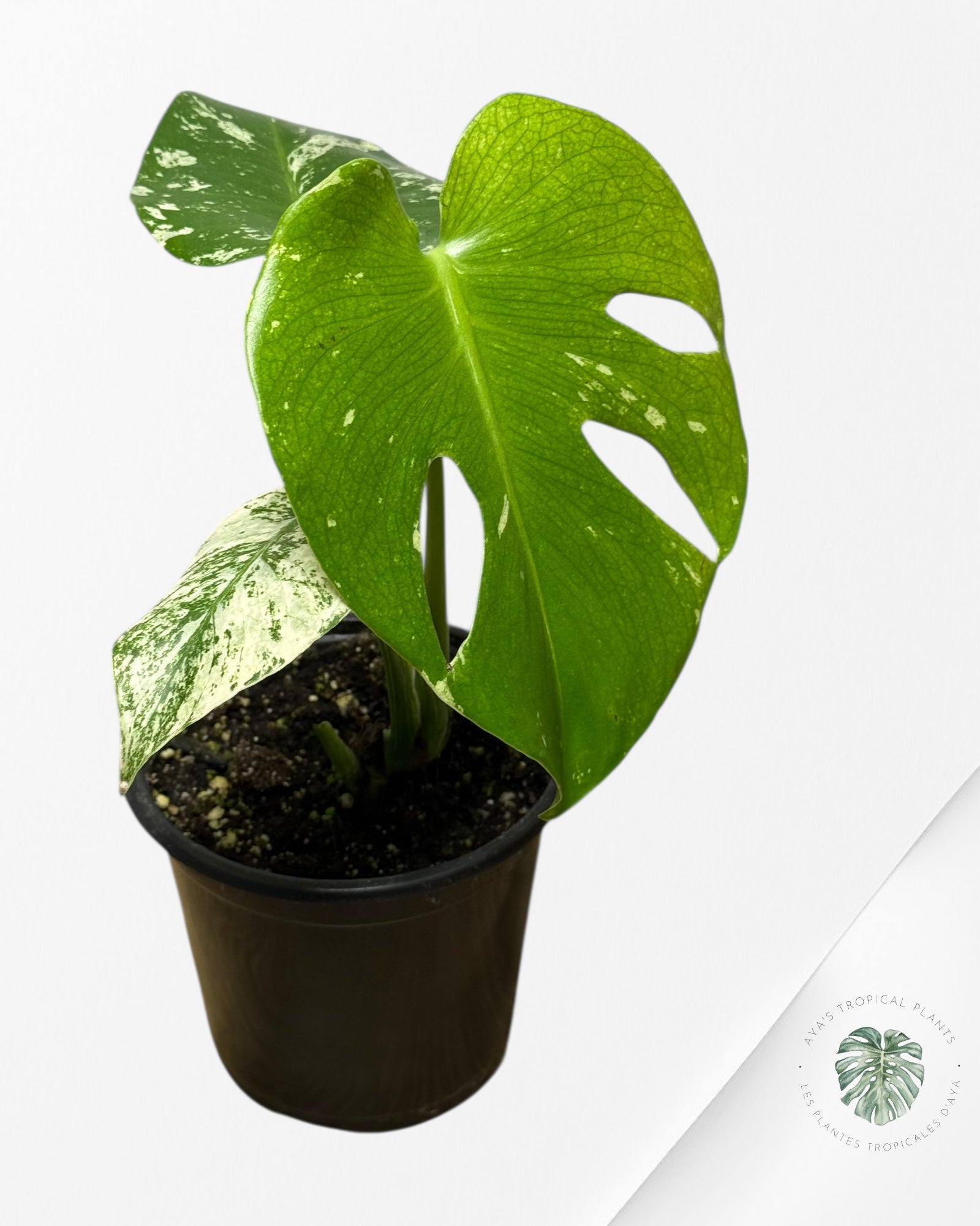 Monstera Mint-13M