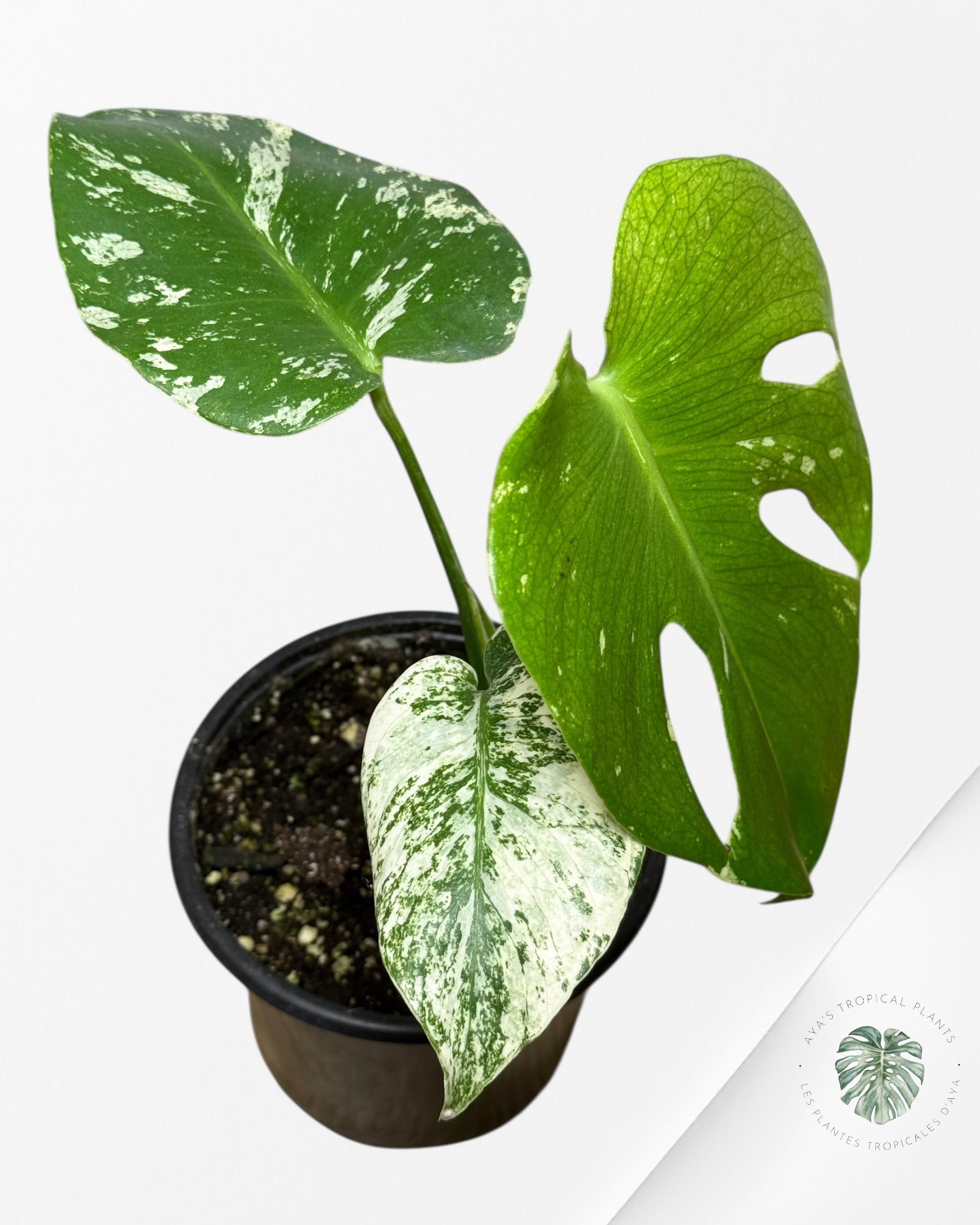 Monstera Mint-13M