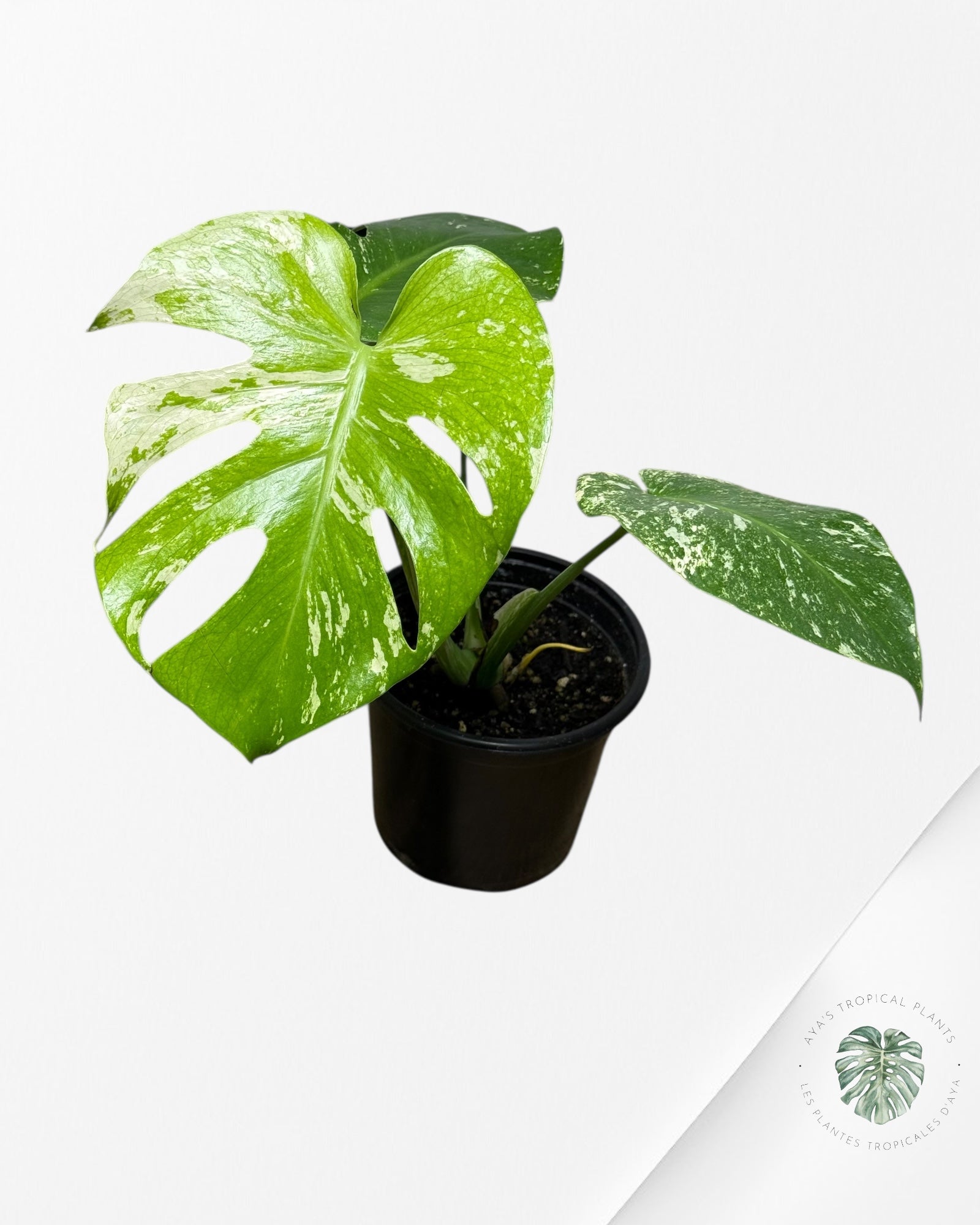 Monstera Mint-13L