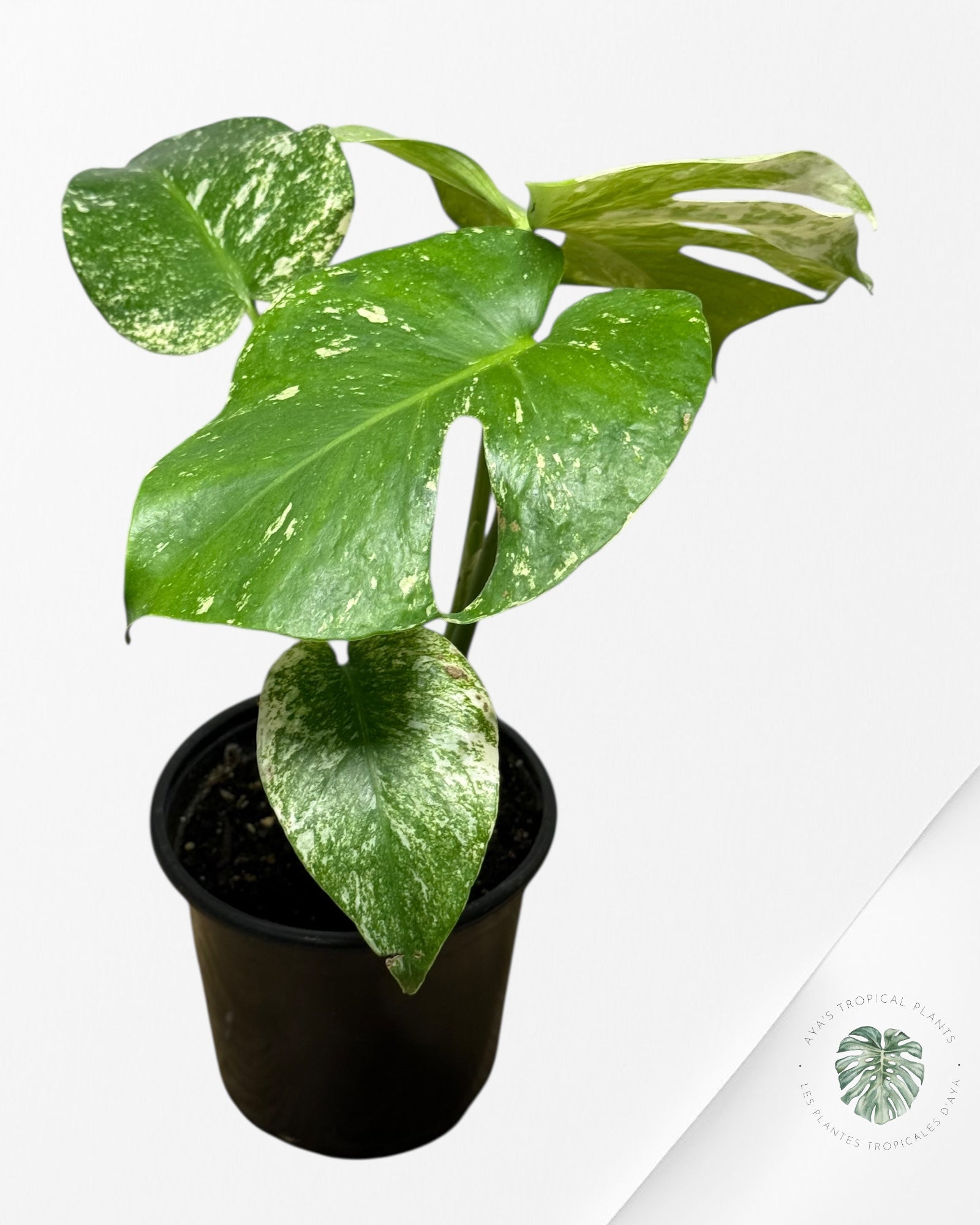 Monstera Mint-13L