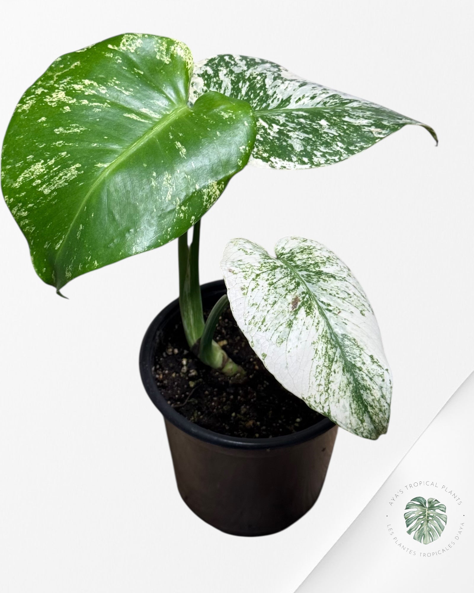 Monstera Mint-13N