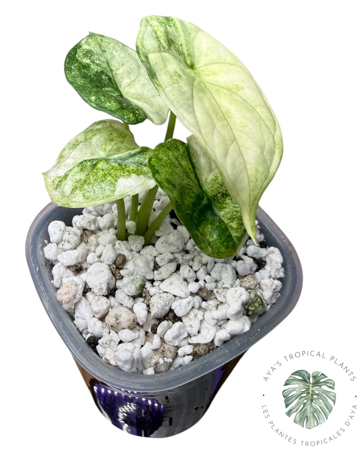 Alocasia Aegis Mint Variegated