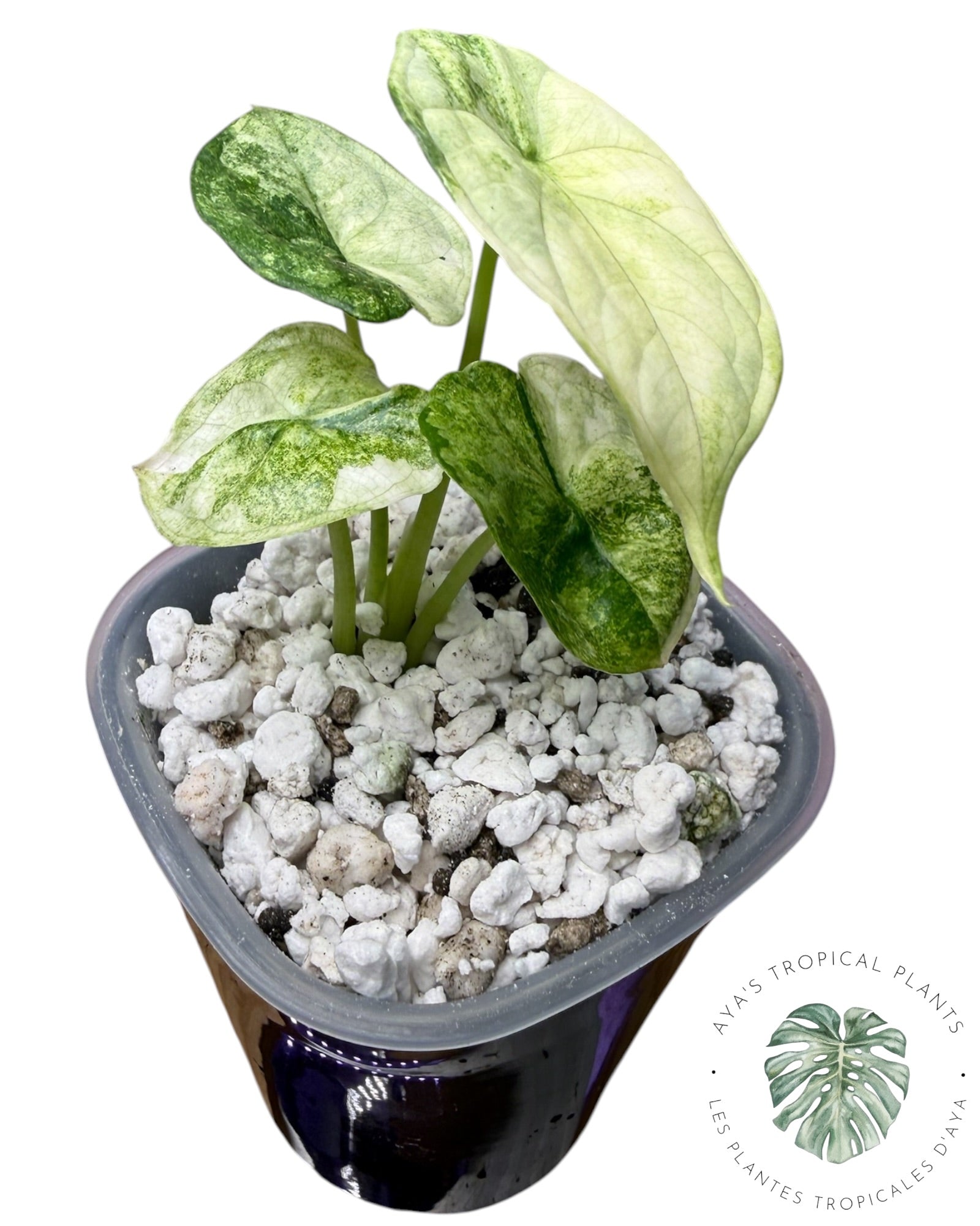 Alocasia Aegis Menthe Panachée