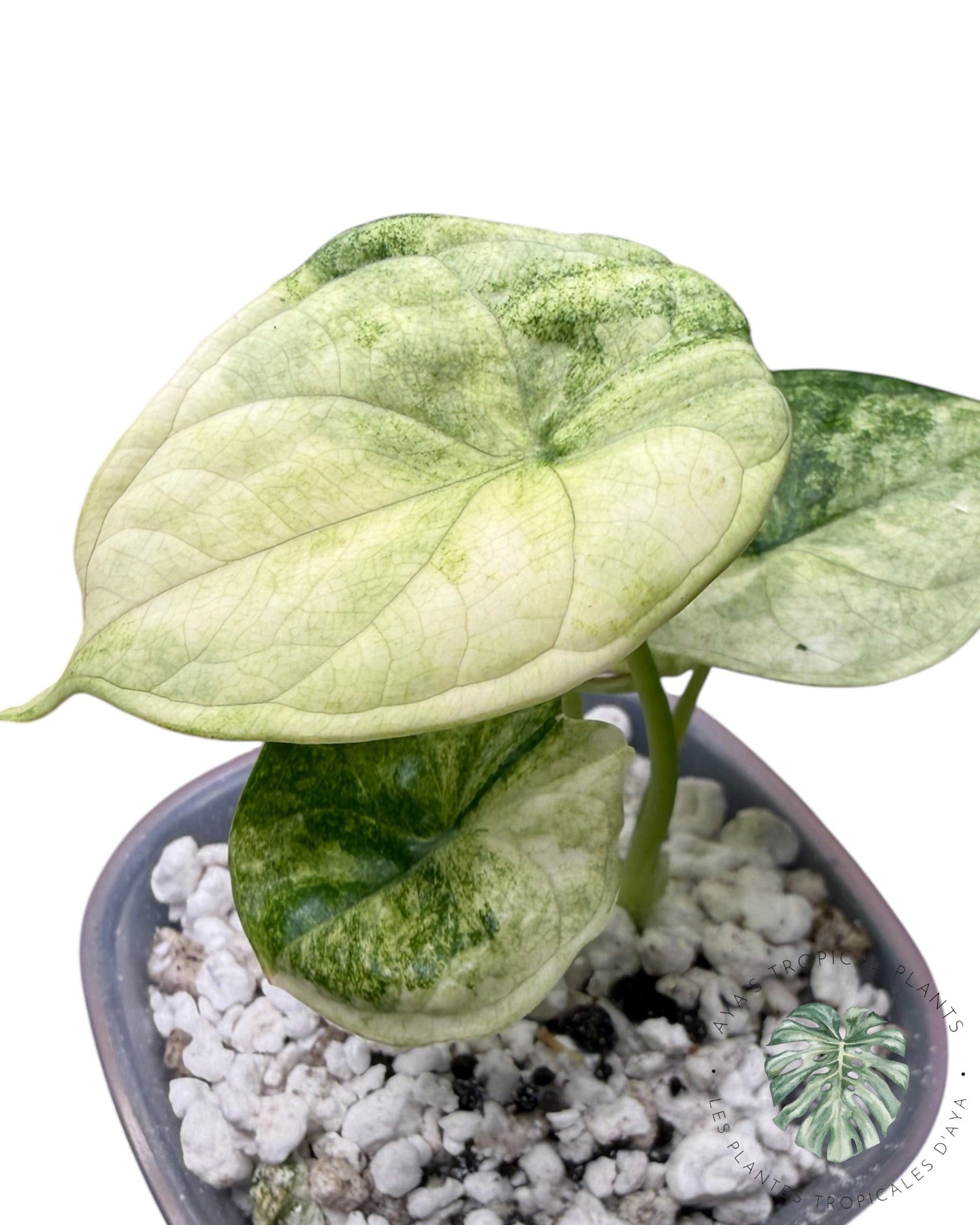 Alocasia Aegis Menthe Panachée