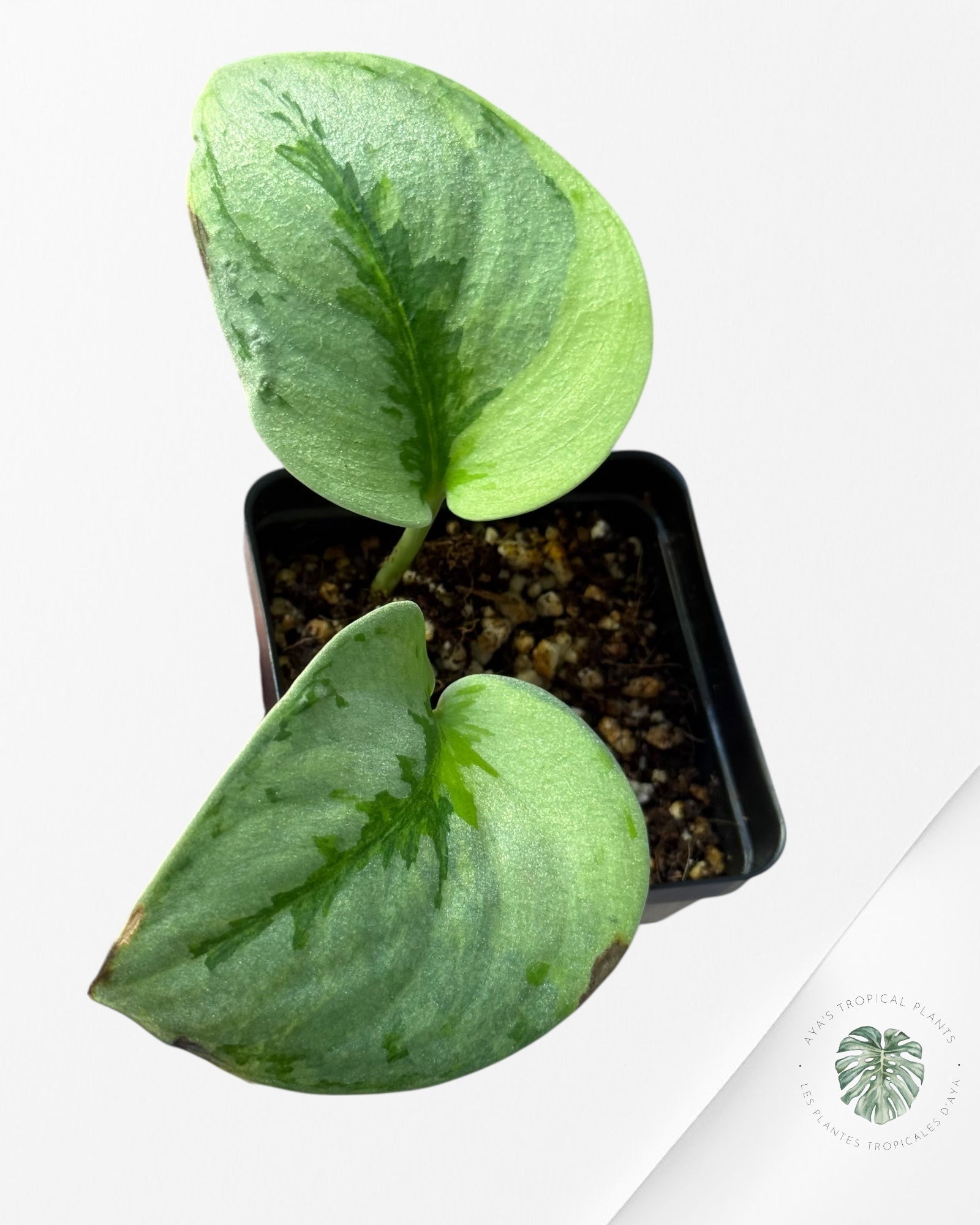 Scindapsus Yupa-51