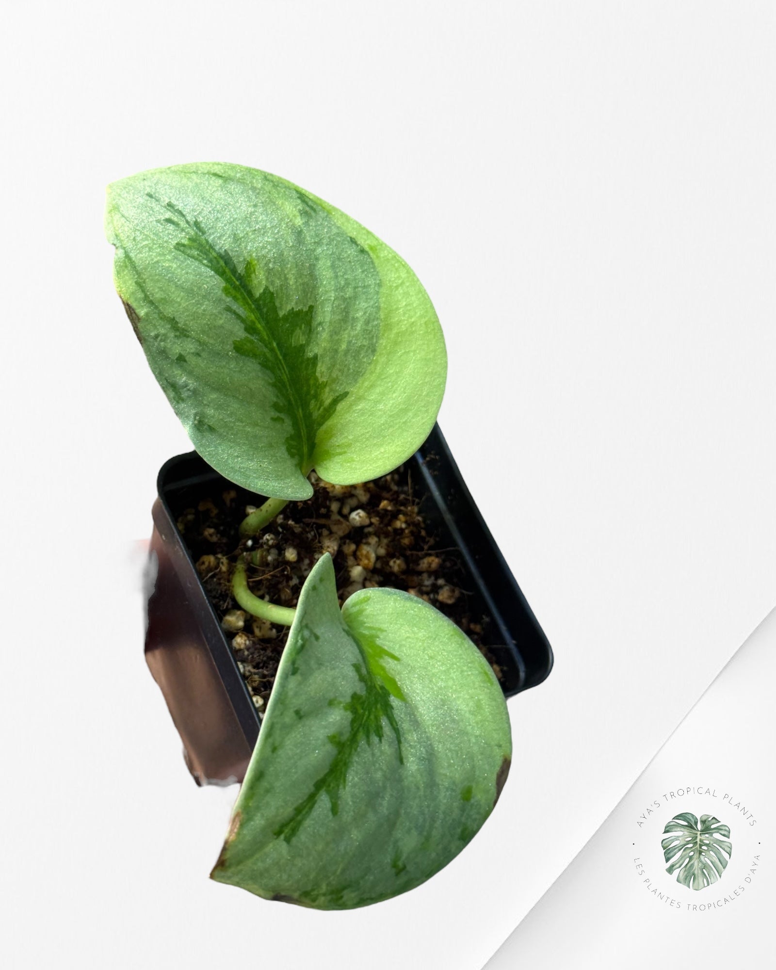 Scindapsus Yupa-51
