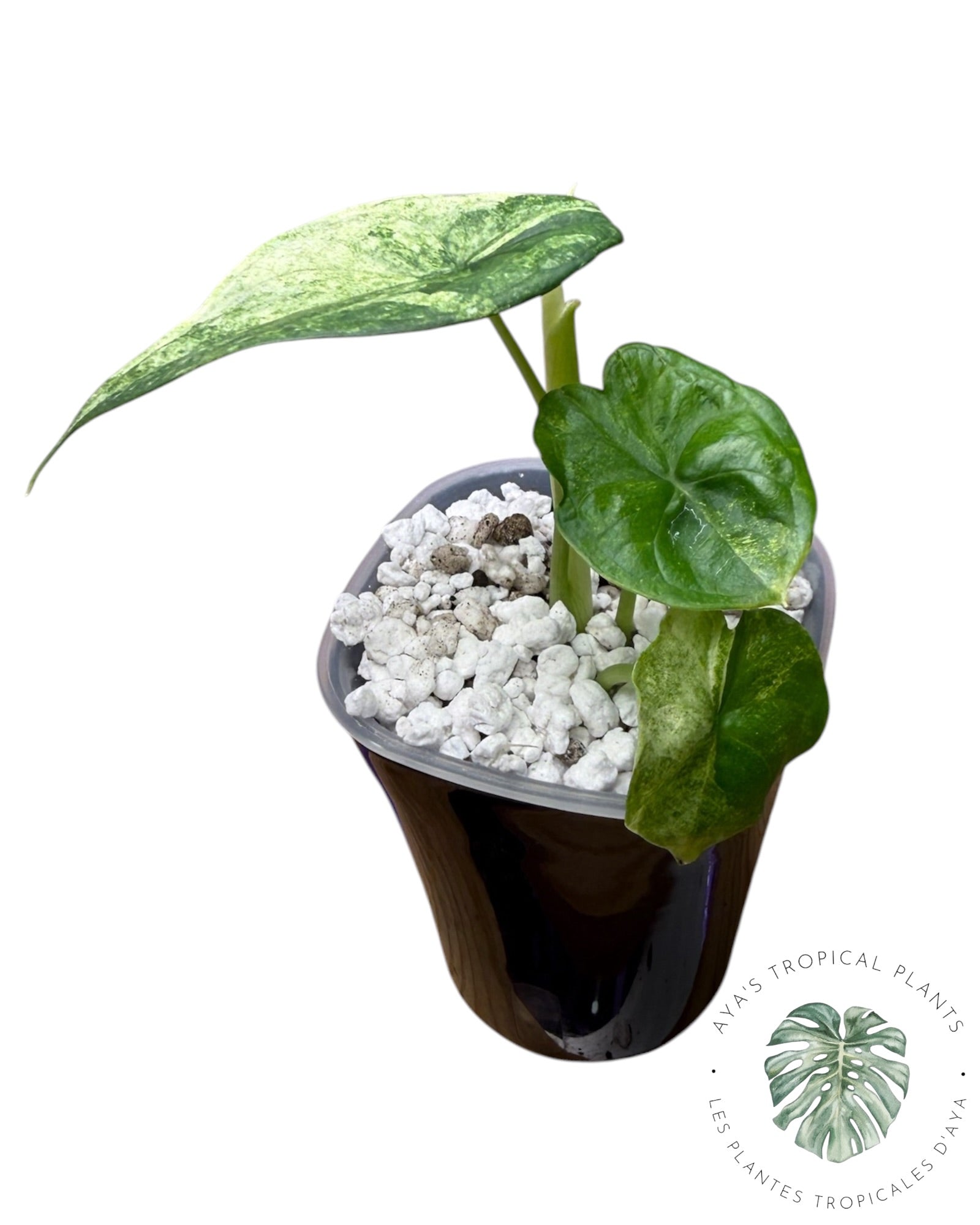 Alocasia Aegis Menthe Panachée
