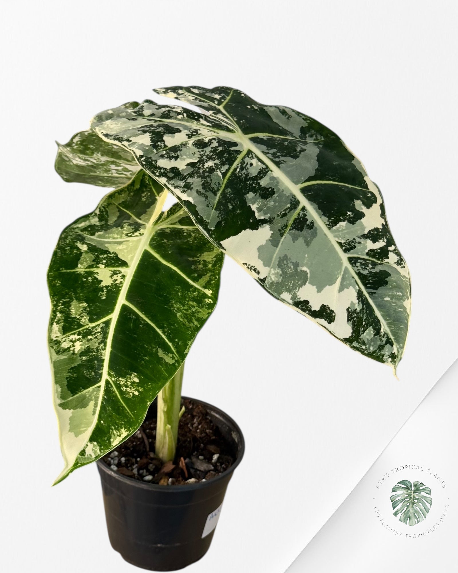 Alocasia Frydek Variegated - 94