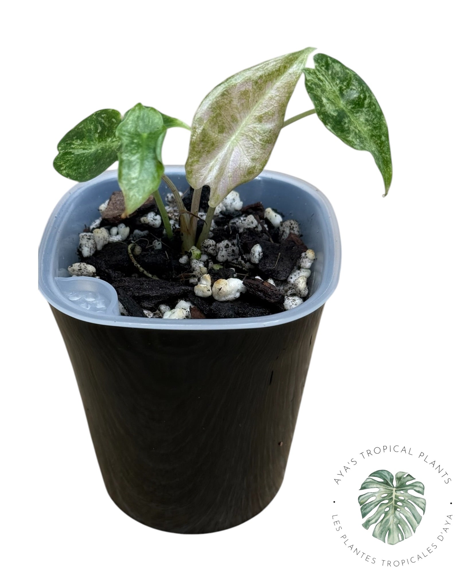 Alocasia Black Satun Pink Stardust Variegated