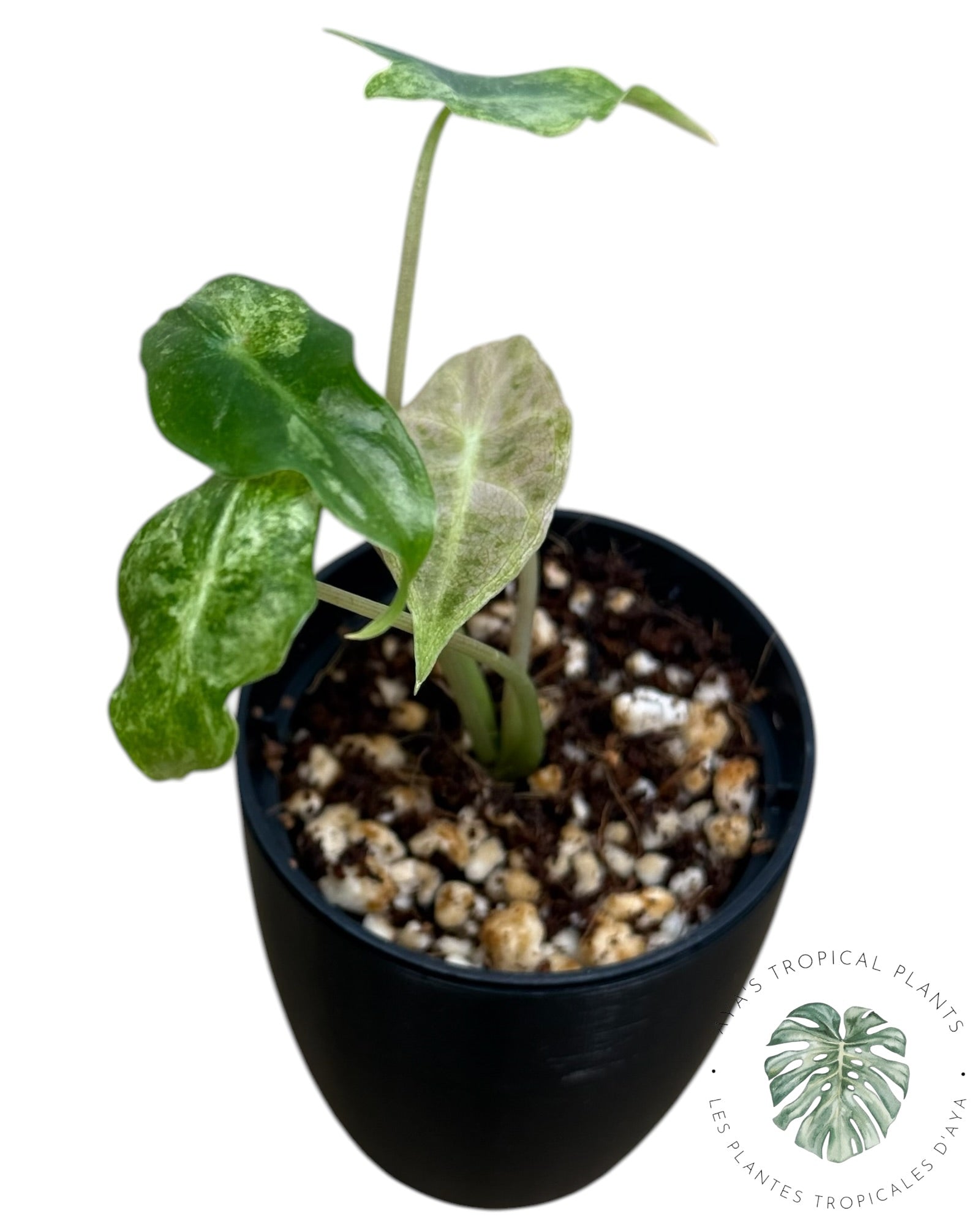 Alocasia Black Satun Pink Stardust Variegated