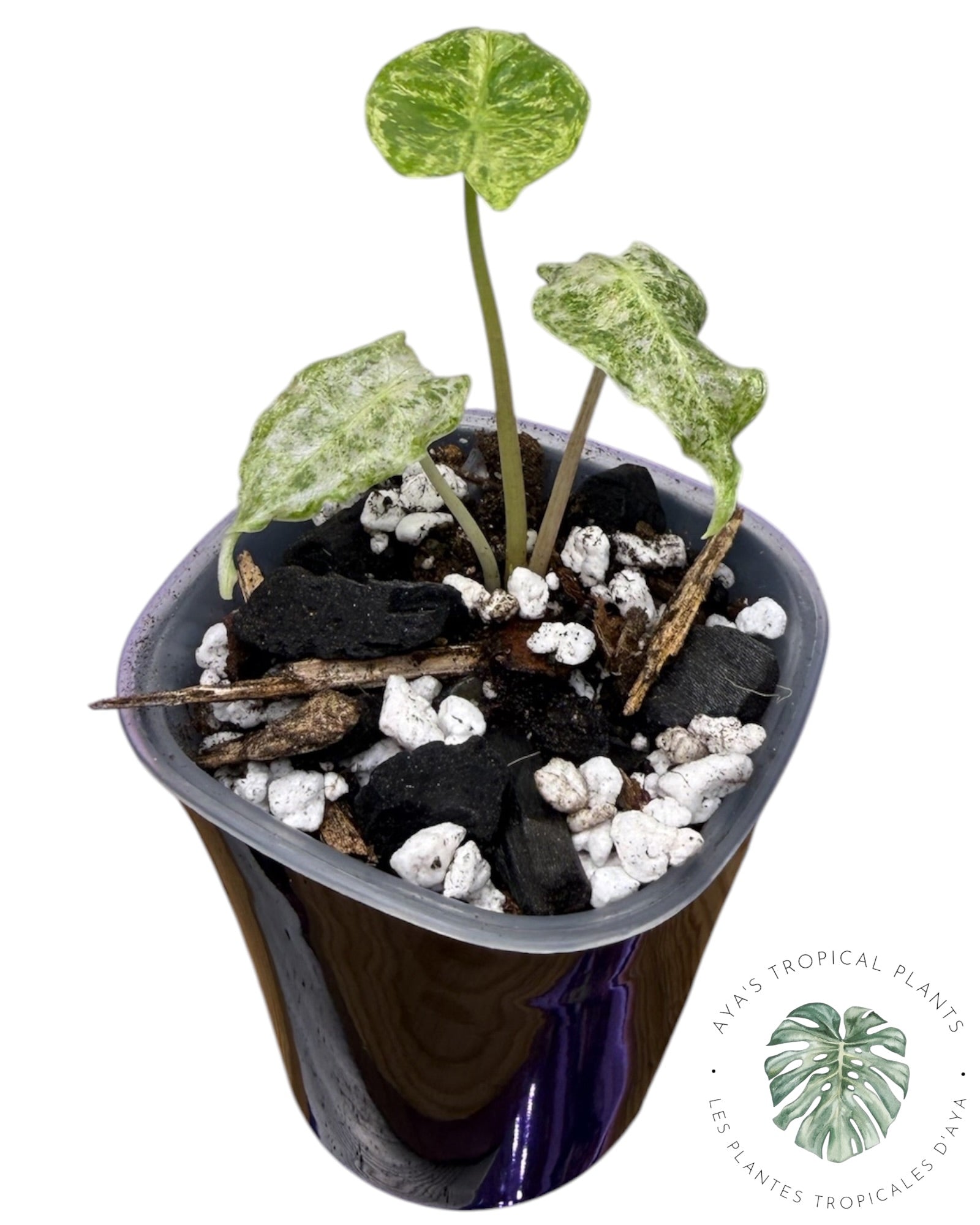 Alocasia Black Satun 'Stardust' panaché