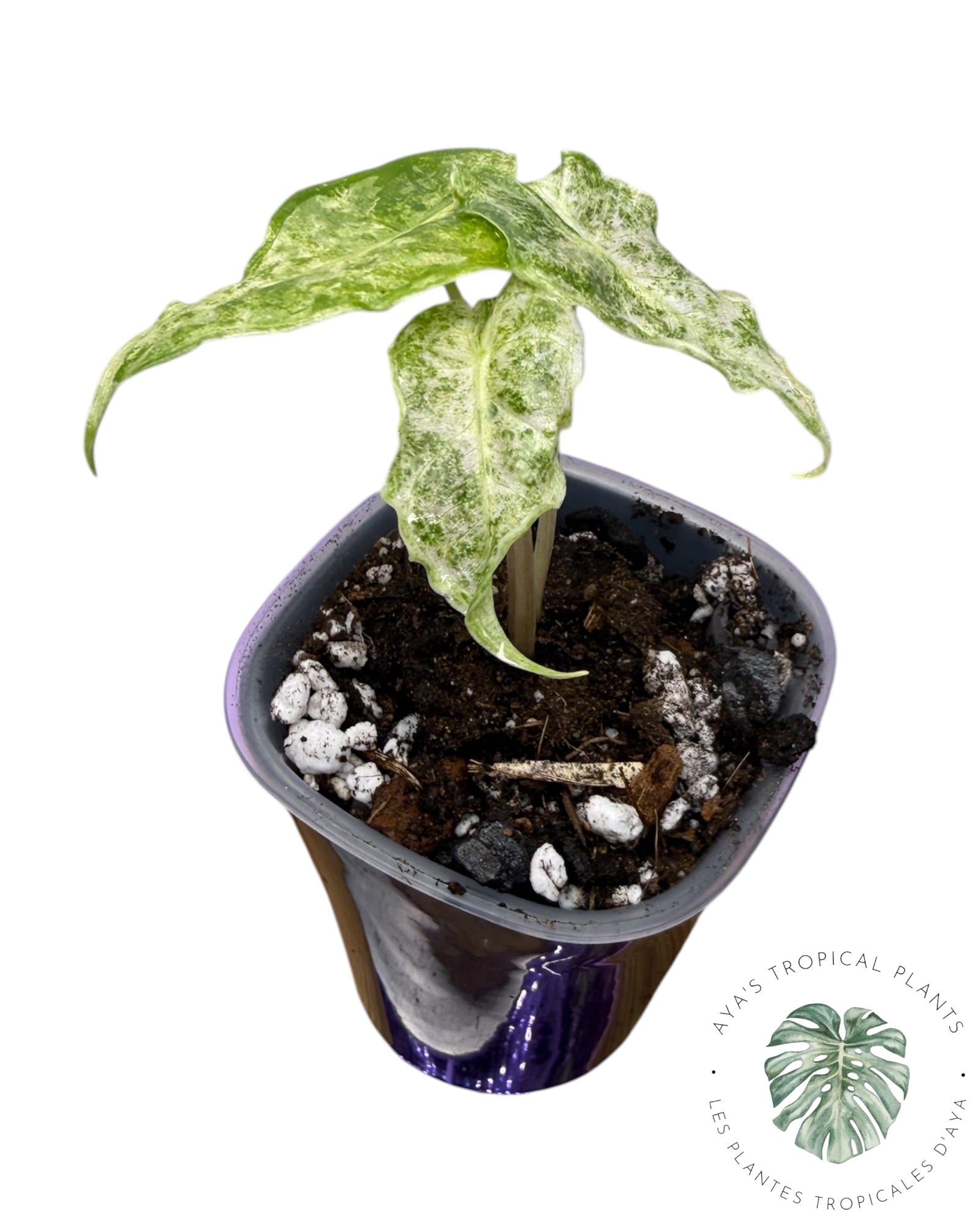 Alocasia Black Satun 'Stardust' panaché