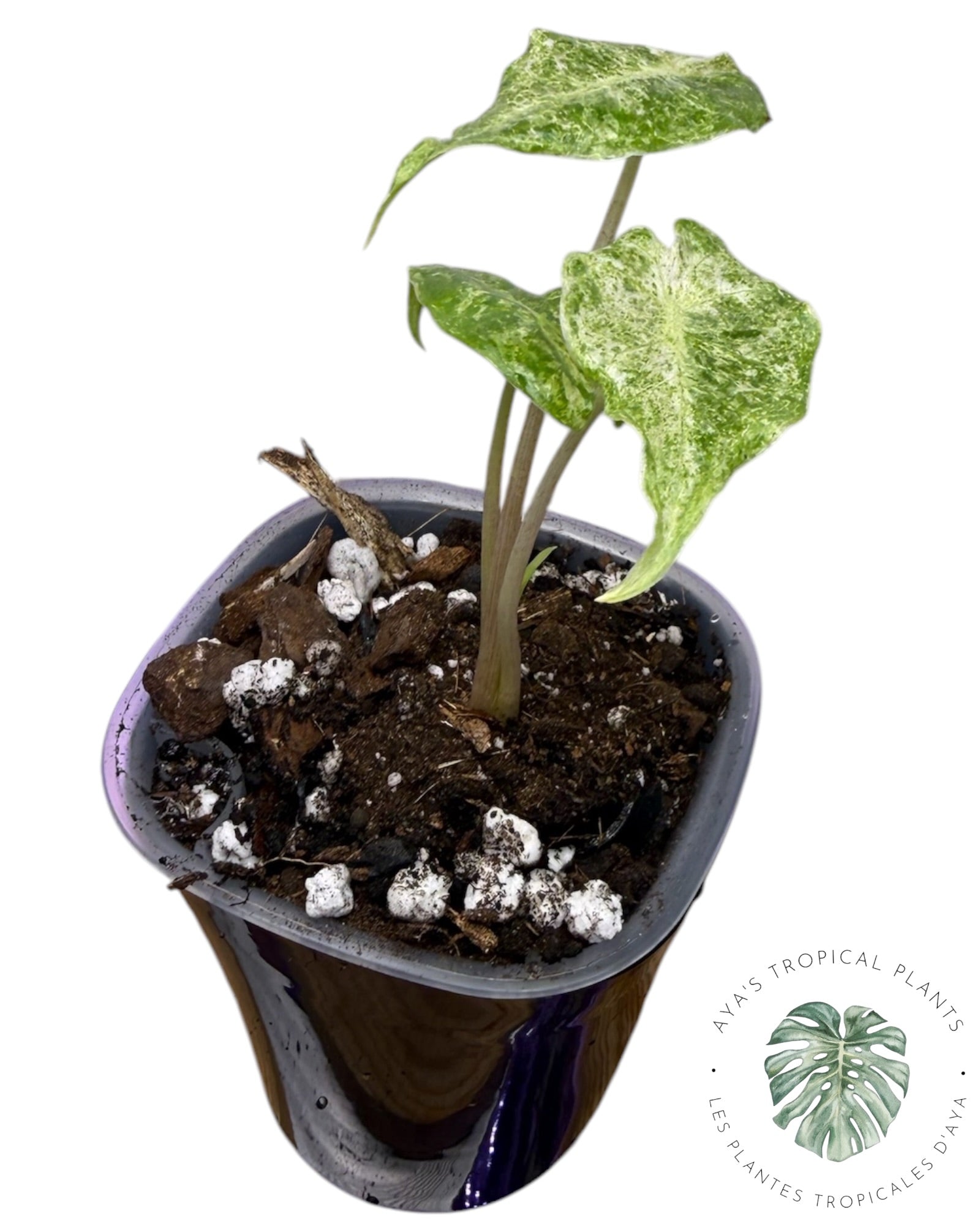 Alocasia Black Satun 'Stardust' panaché