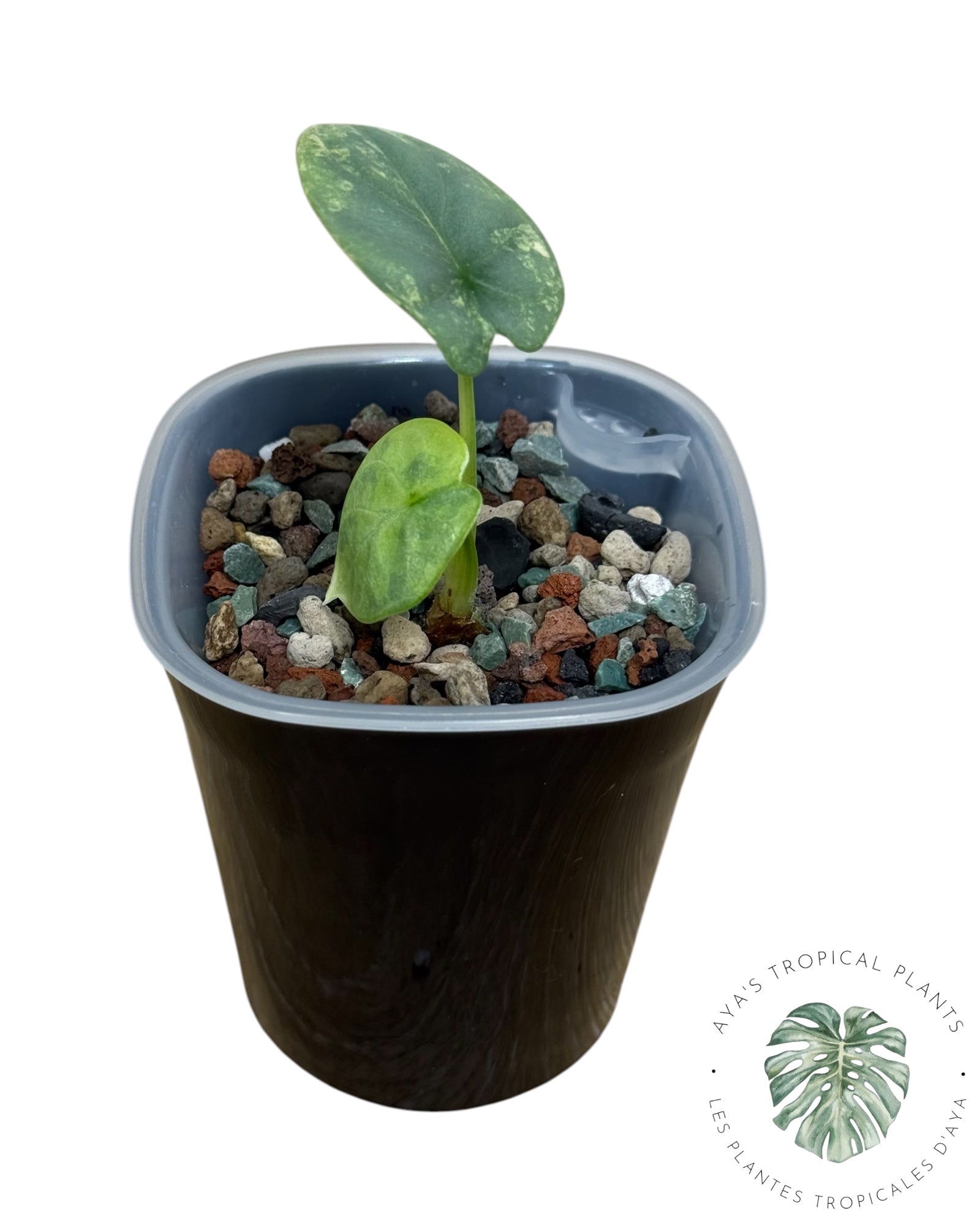 Alocasia Silver Dragon Aurea Variegated