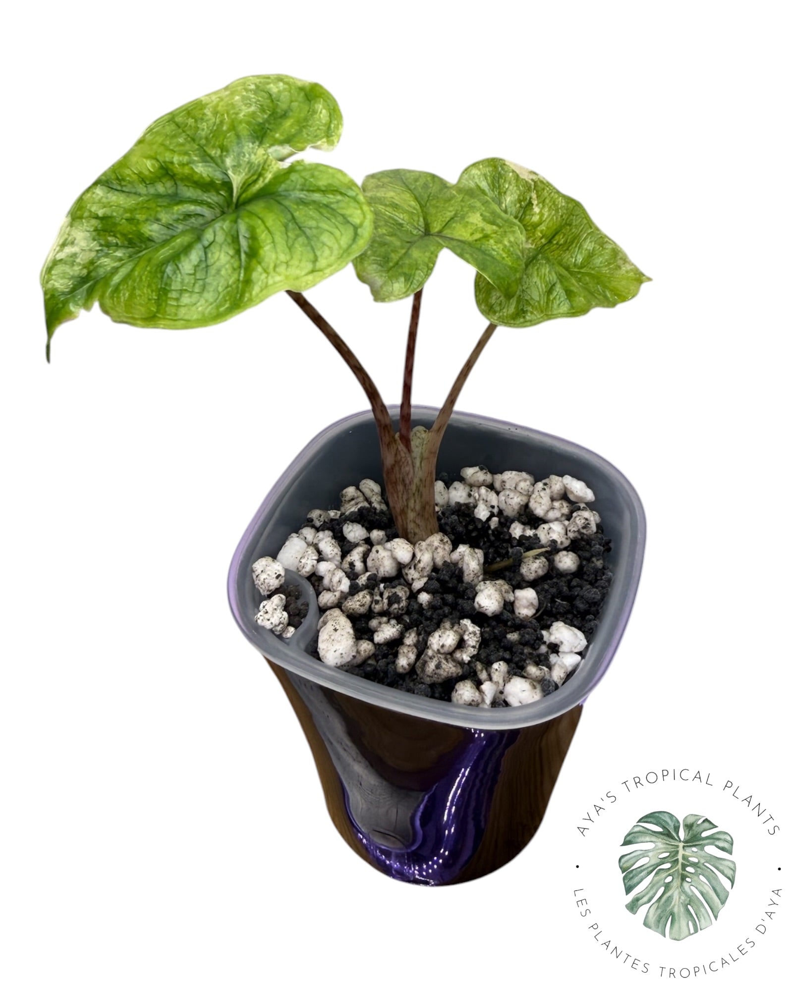 Alocasia Jacklyn panaché (Grade A)
