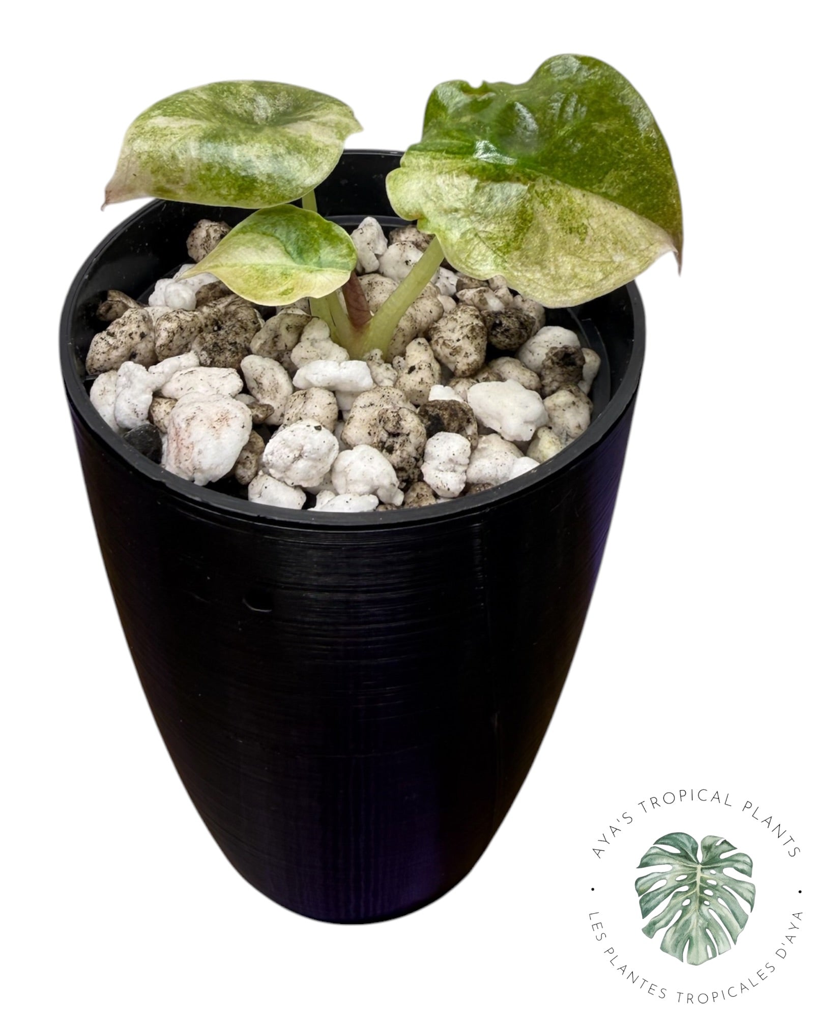 Alocasia Cuprea Pink Mint Variegated