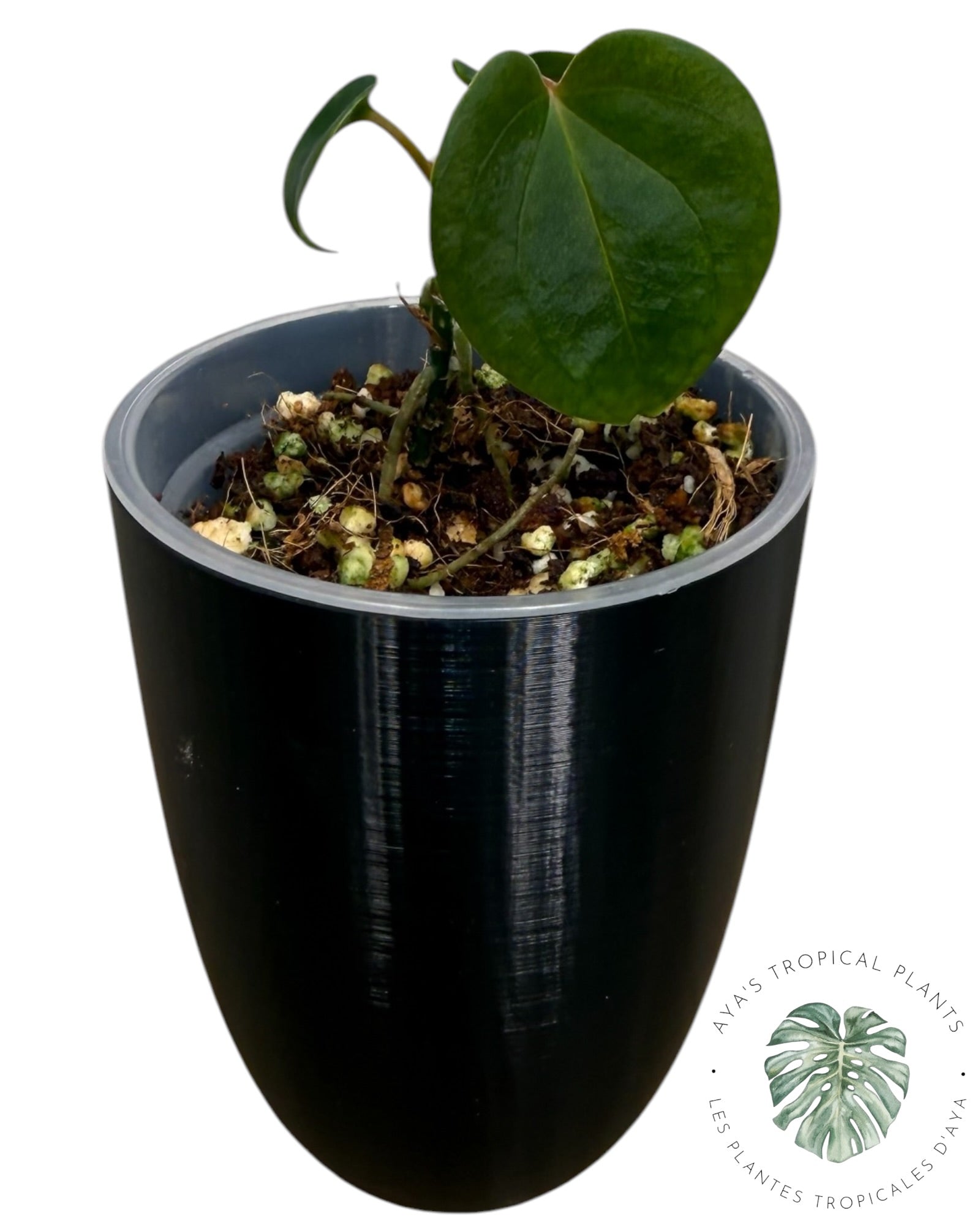 Anthurium Black Magic