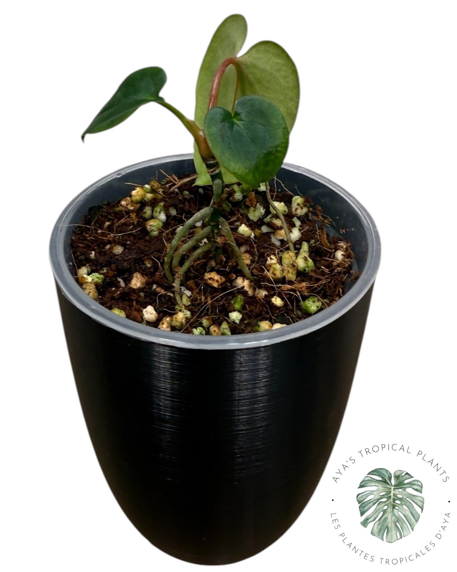 Anthurium Black Magic