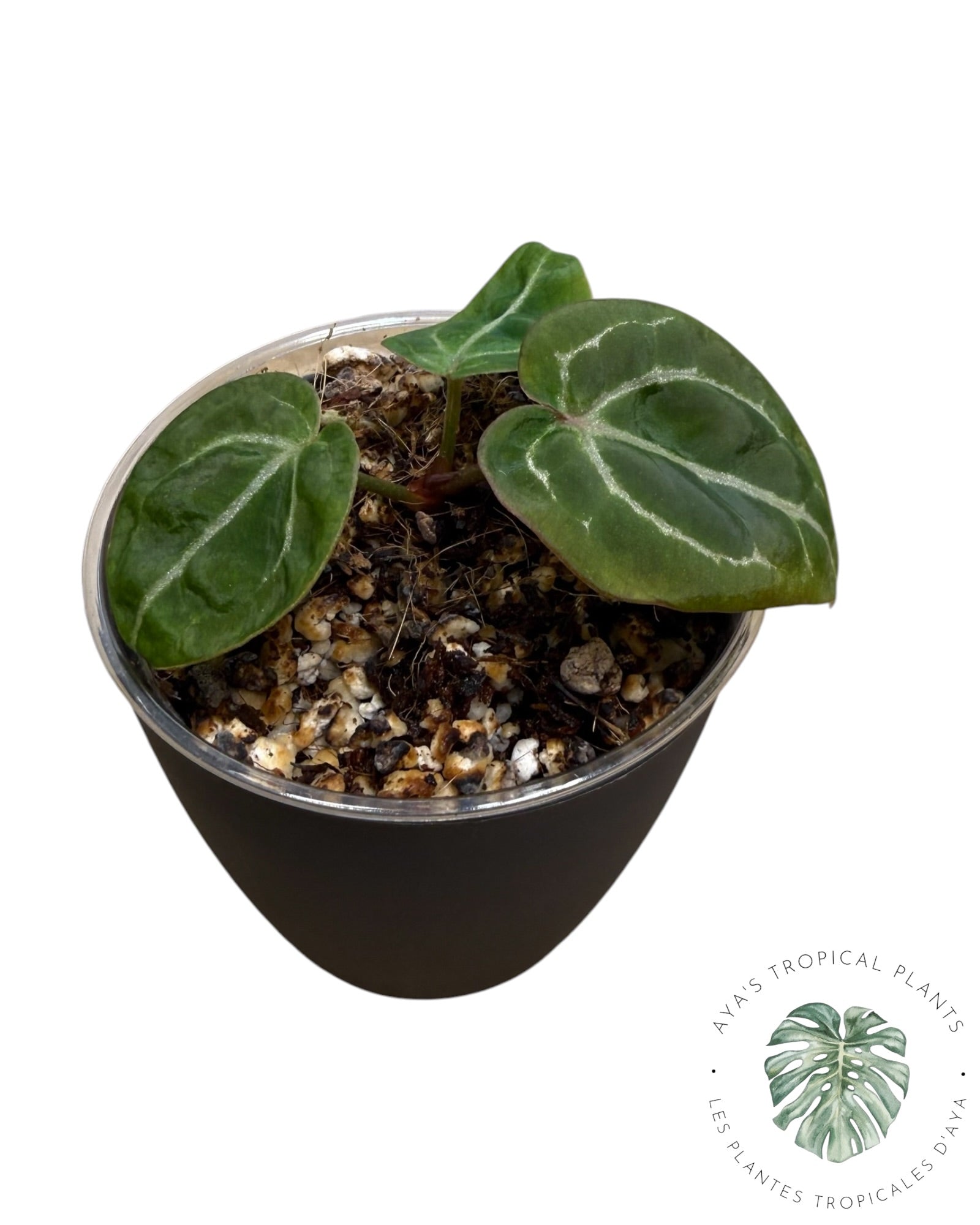 Anthurium Wonderboy