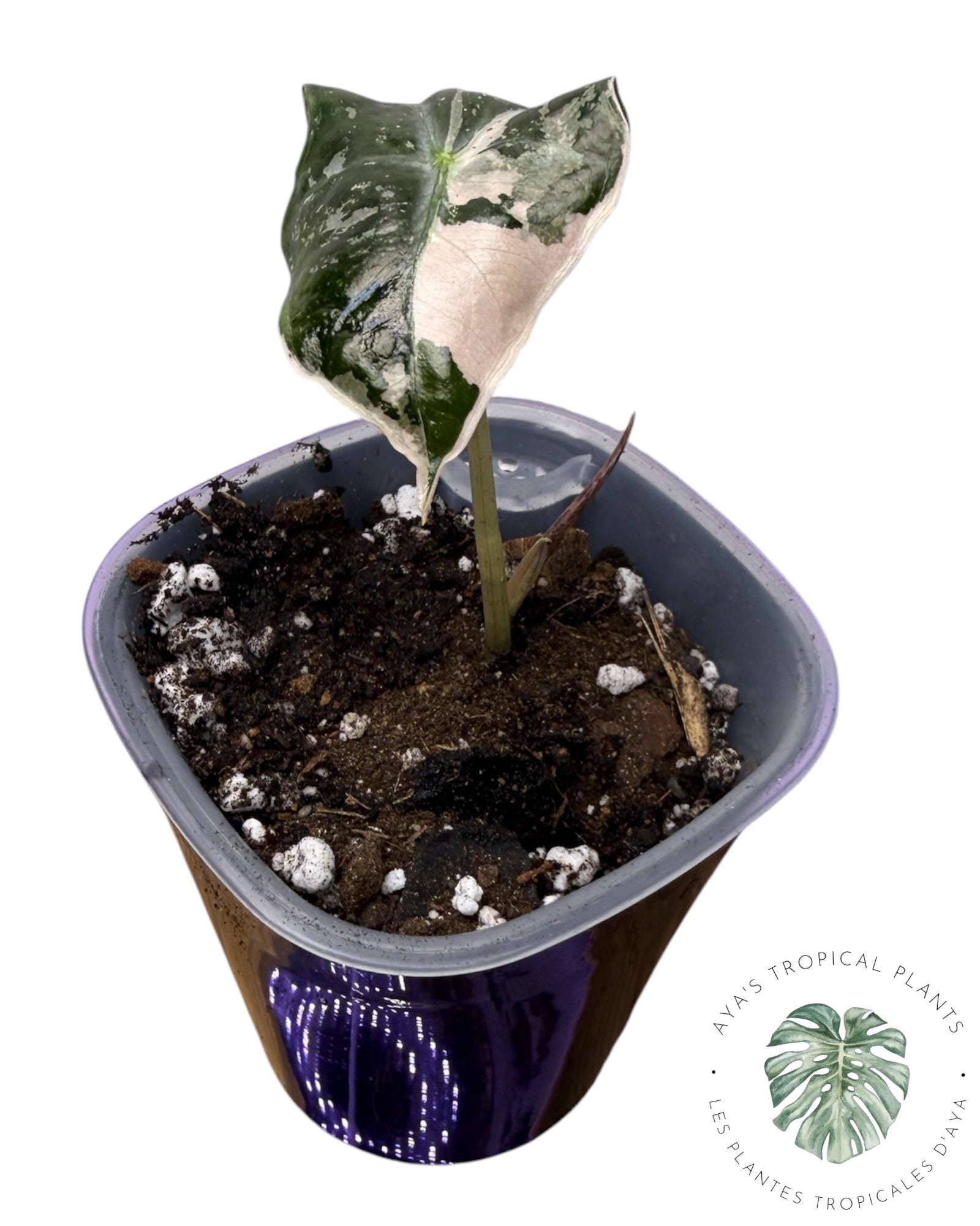 Alocasia Nobilis Pink Variegated
