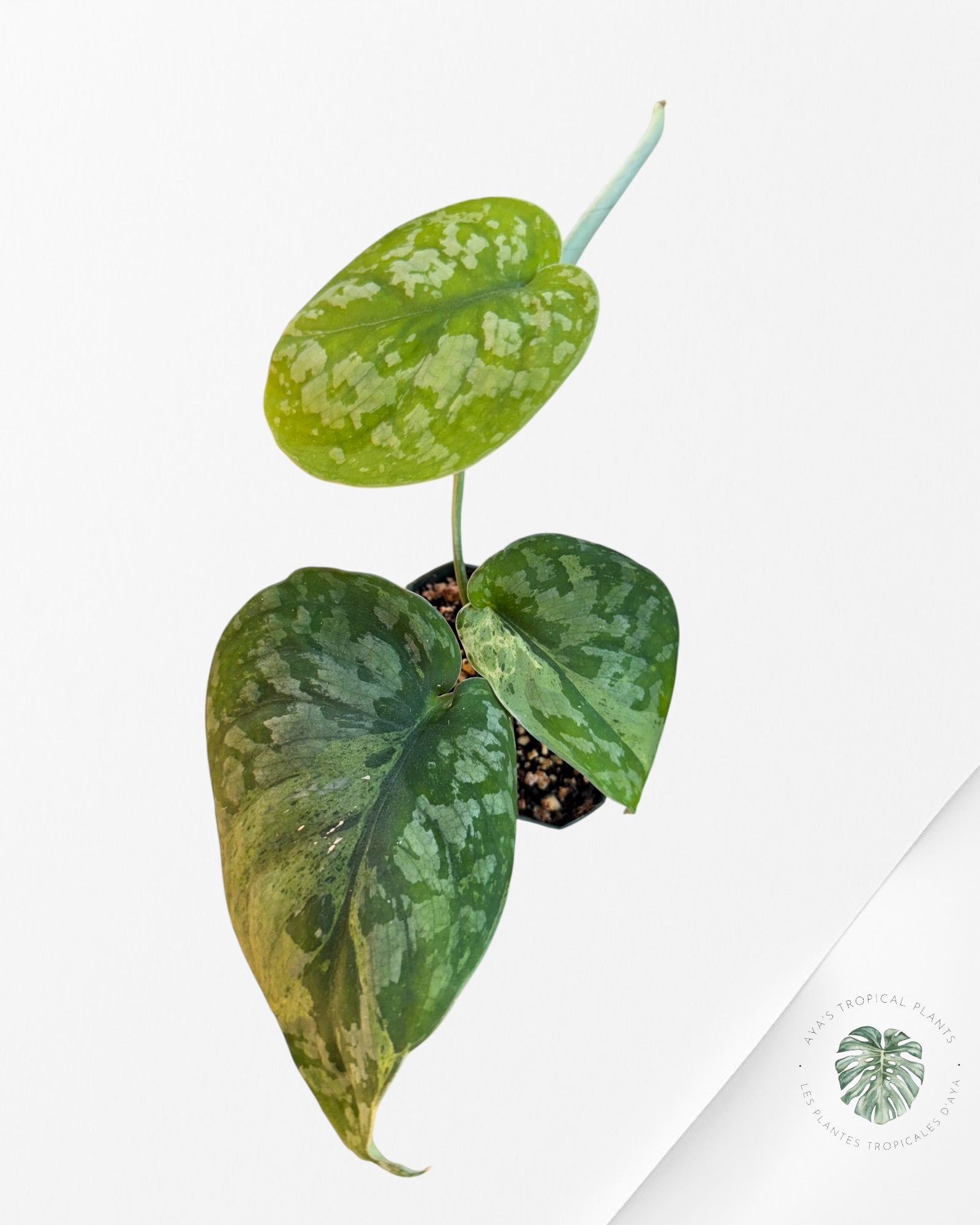 Scindapsus Exotica Mejile - LA