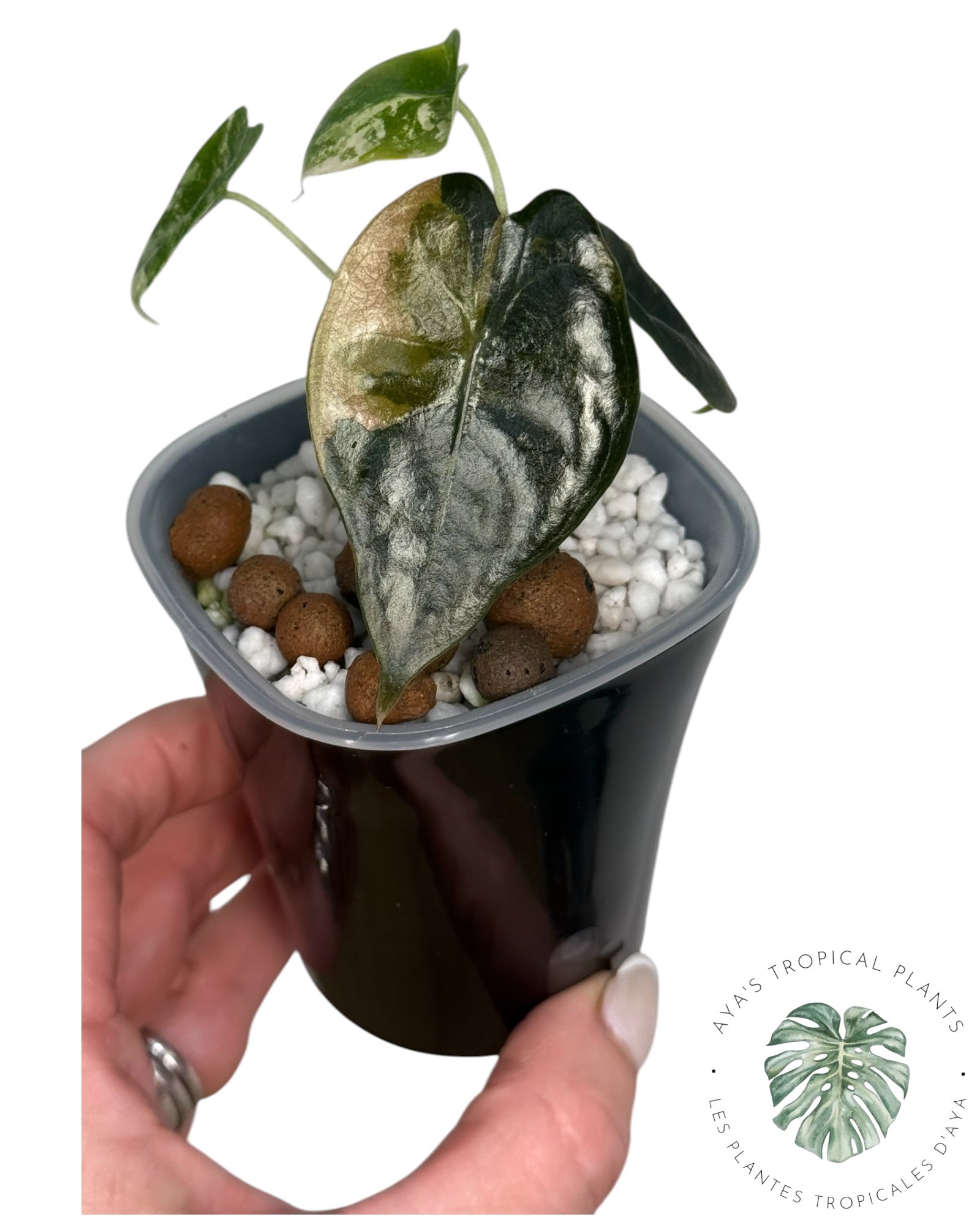 Alocasia Sedenii Aurea Variegated