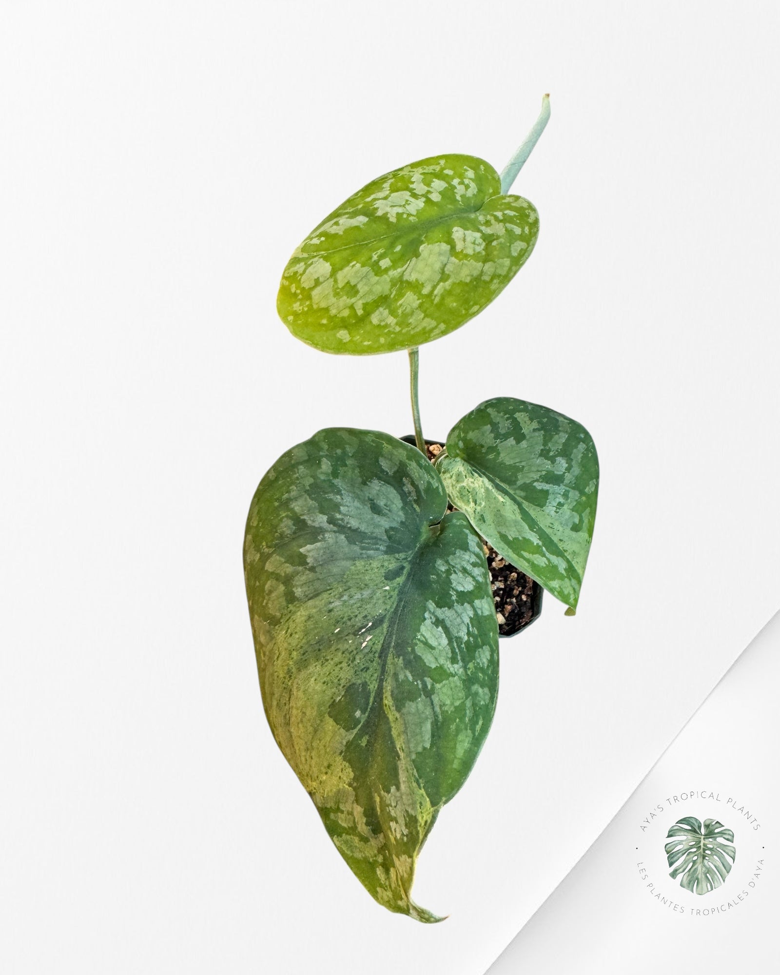 Scindapsus Exotica Mejile - LA